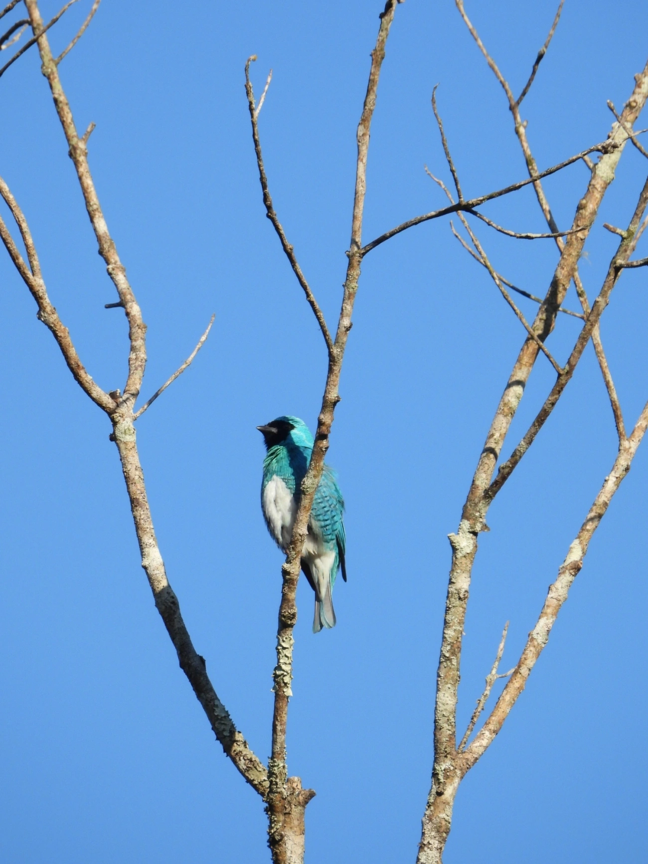 Saí-andorinha (Tersina viridis), aves, fotografado em Maresias, São Sebastião