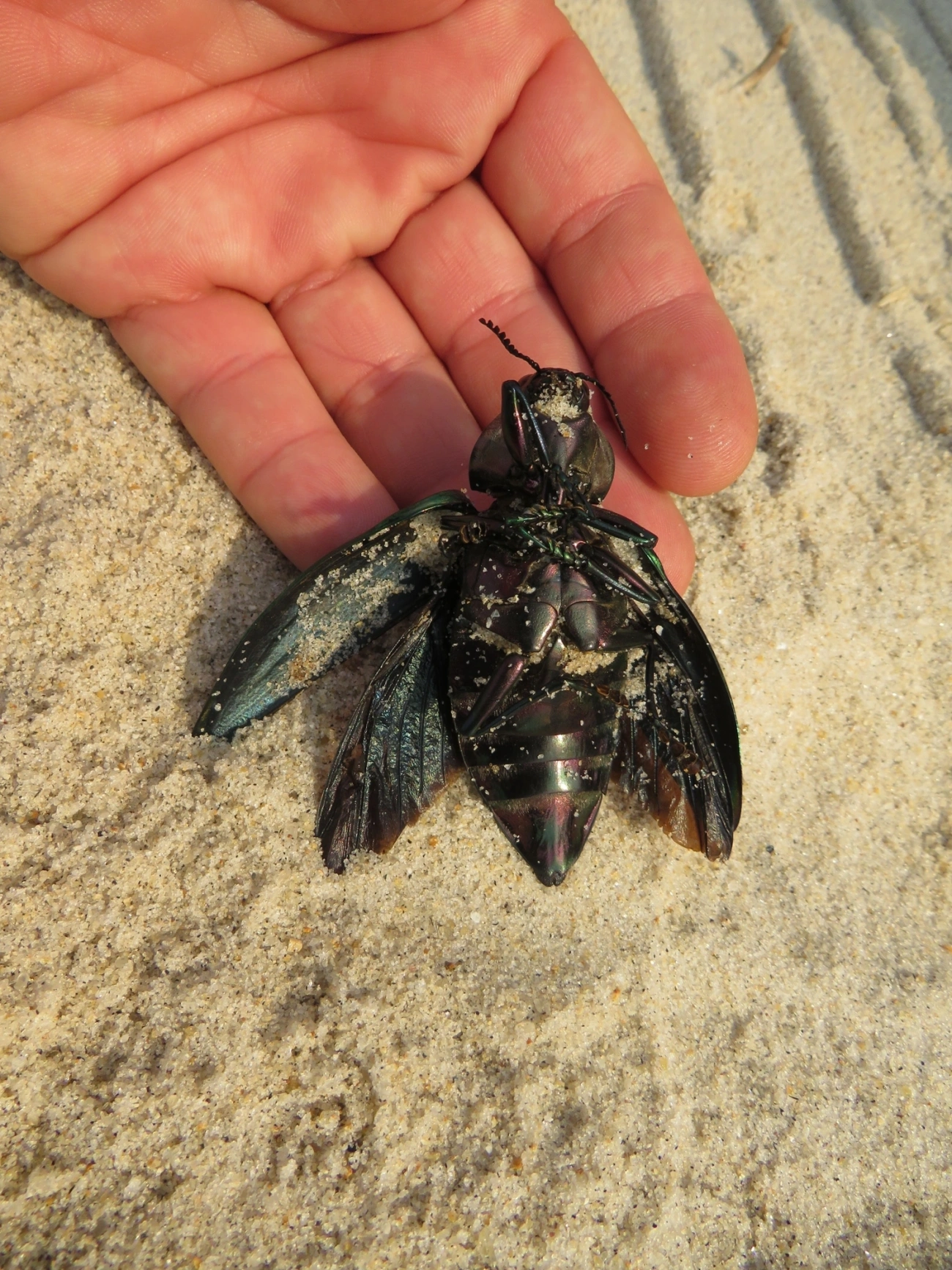 Besouro-jóia-gigante (Euchroma giganteum), insetos, fotografado em Maresias, São Sebastião