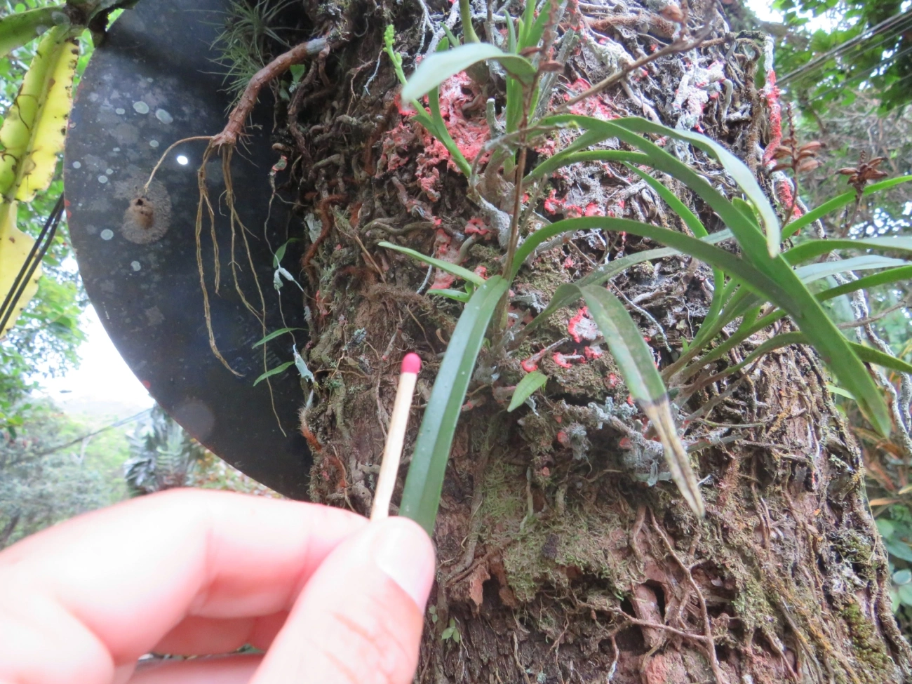 Polystachya, plantas, fotografado em Maresias, São Sebastião