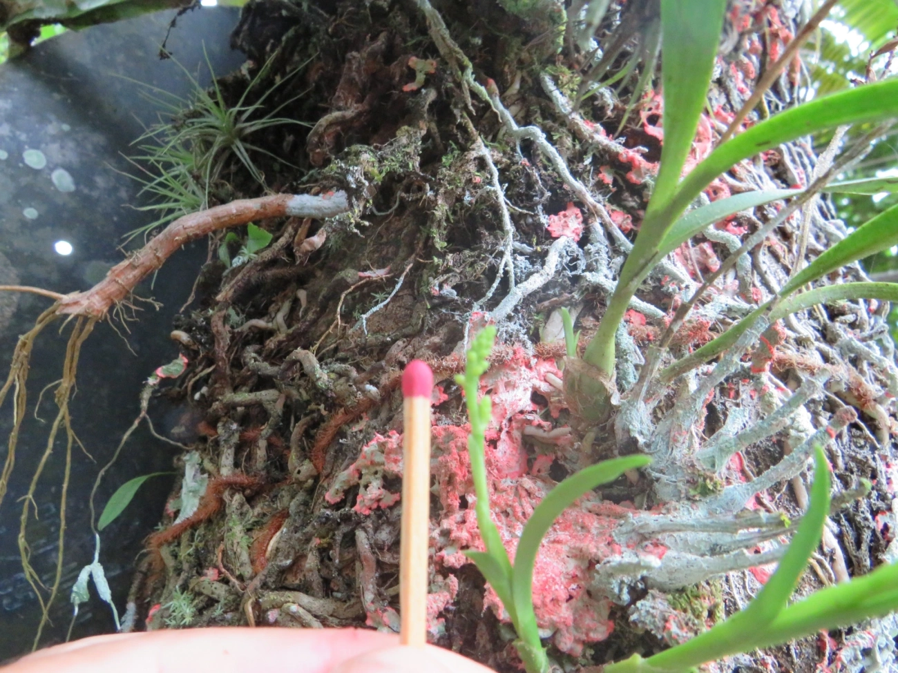 Polystachya, plantas, fotografado em Maresias, São Sebastião