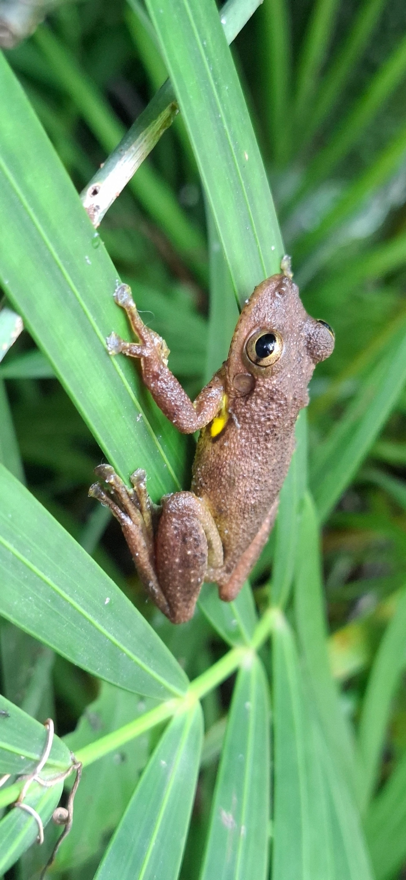 Perereca-de-focinho-de-Hay (Scinax hayii), anfíbios, fotografado em Maresias, São Sebastião