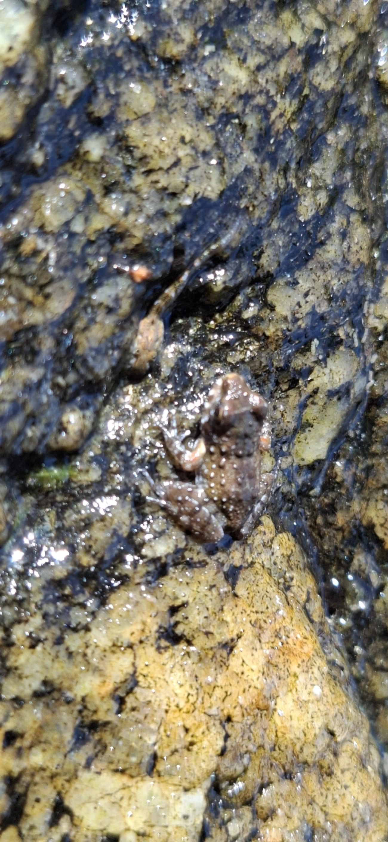 Rã-do-costão (Thoropa miliaris), anfíbios, fotografado em São Sebastião