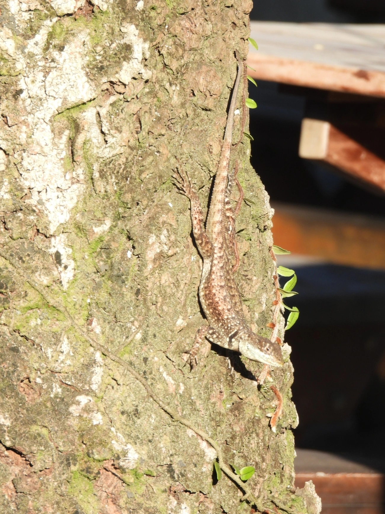Calango (Tropidurus torquatus), répteis, fotografado em Paúba, São Sebastião