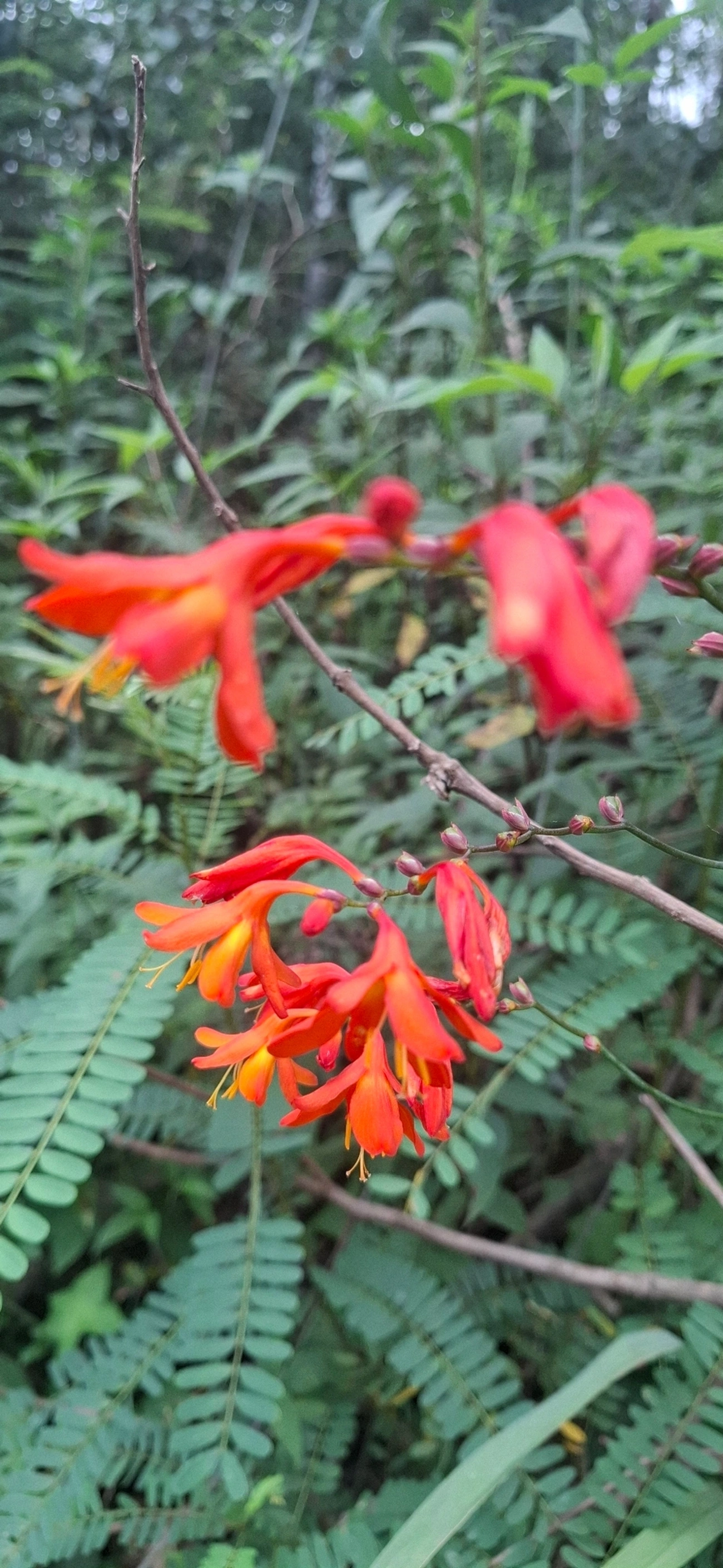 Flor-de-São-João (Pyrostegia venusta), plantas, fotografado em Pedra Selada