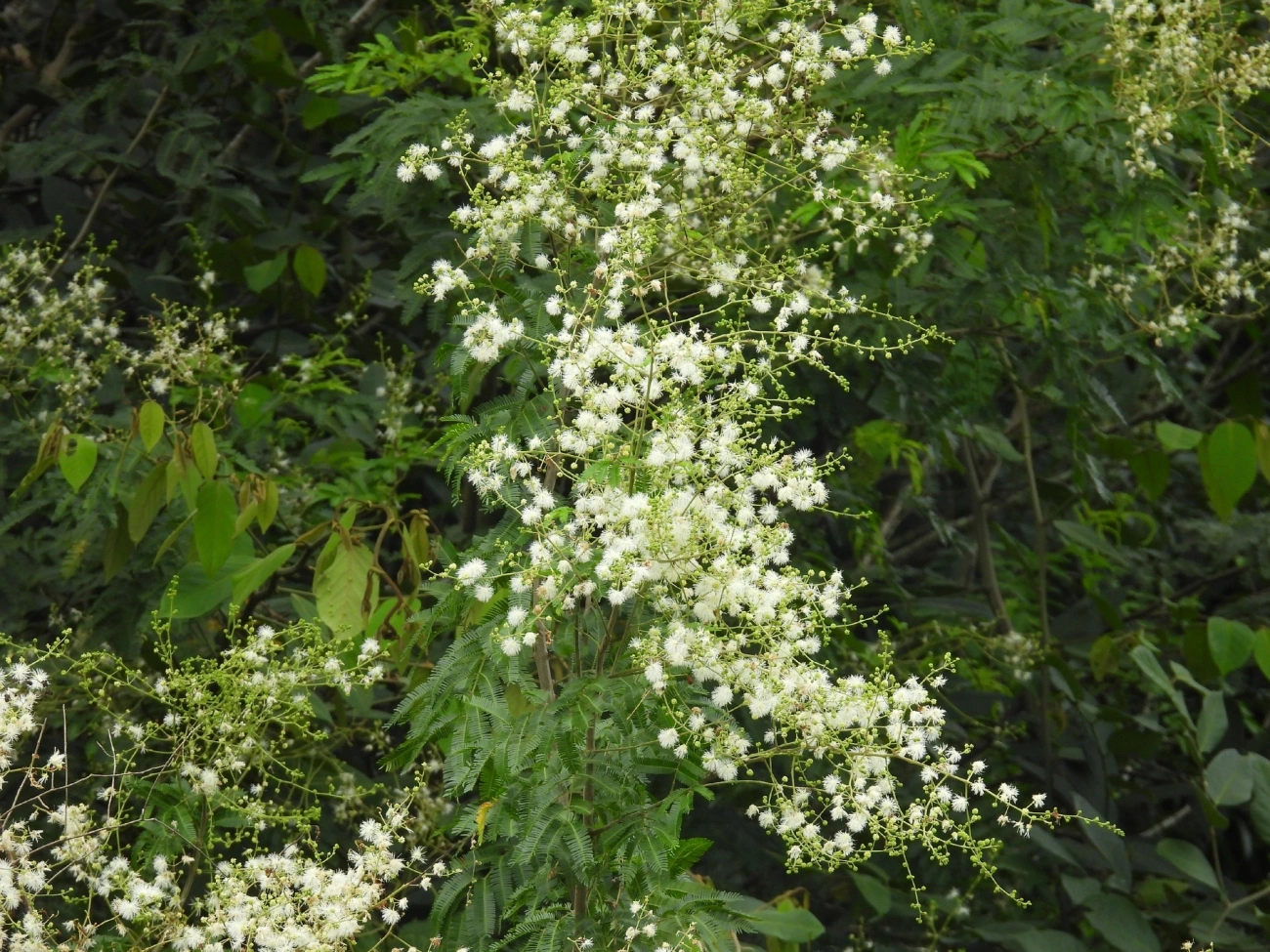 Maricá (Mimosa bimucronata), plantas, fotografado em Indaiá, Caraguatatuba