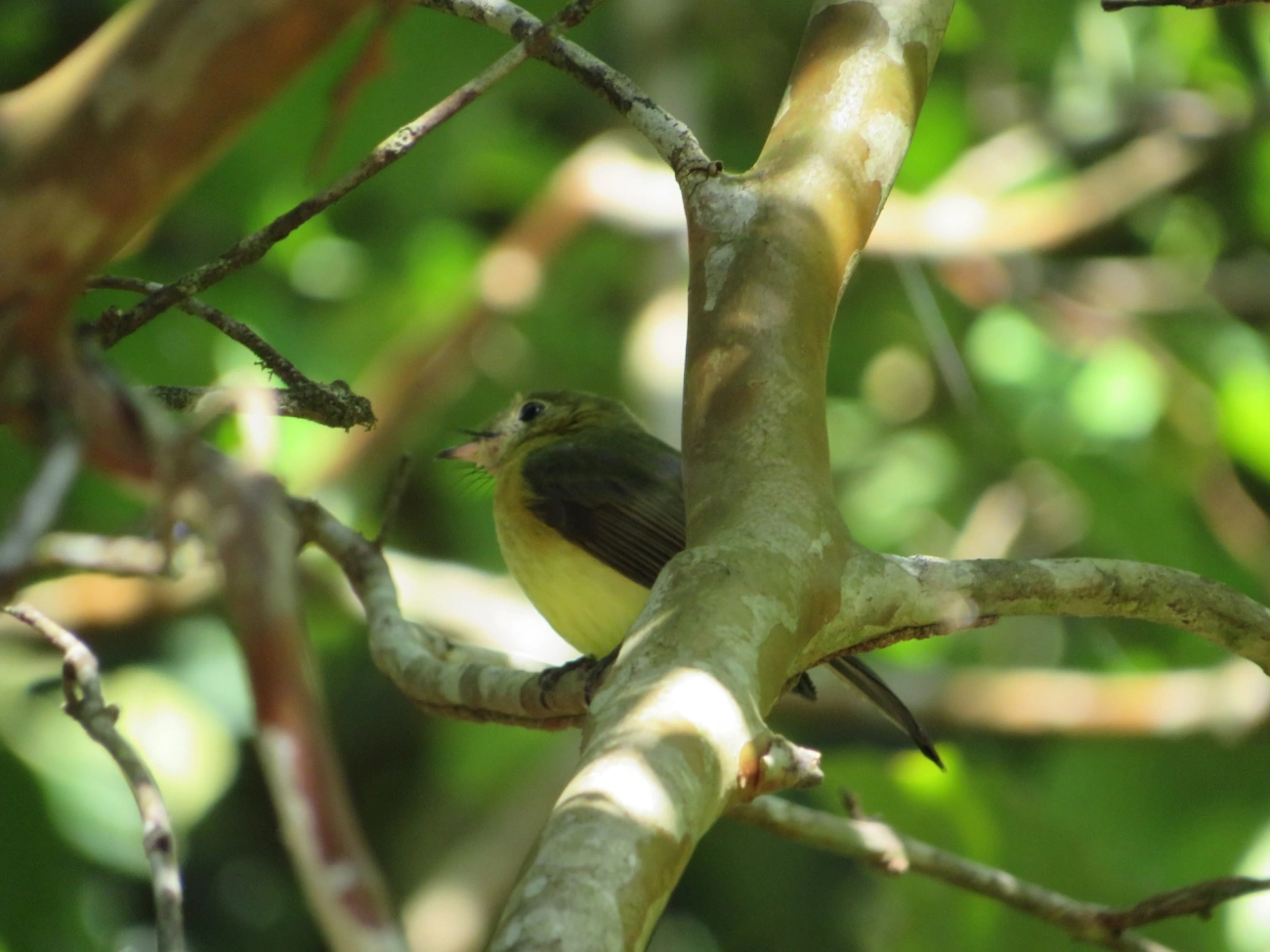 Assanhadinho (Myiobius barbatus), aves, fotografado em Paúba, São Sebastião