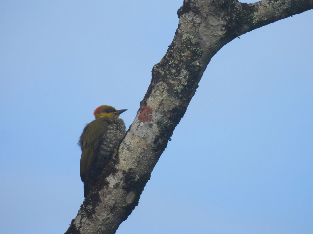 Pica-pau-bufador (Piculus flavigula), aves, fotografado em Maresias, São Sebastião