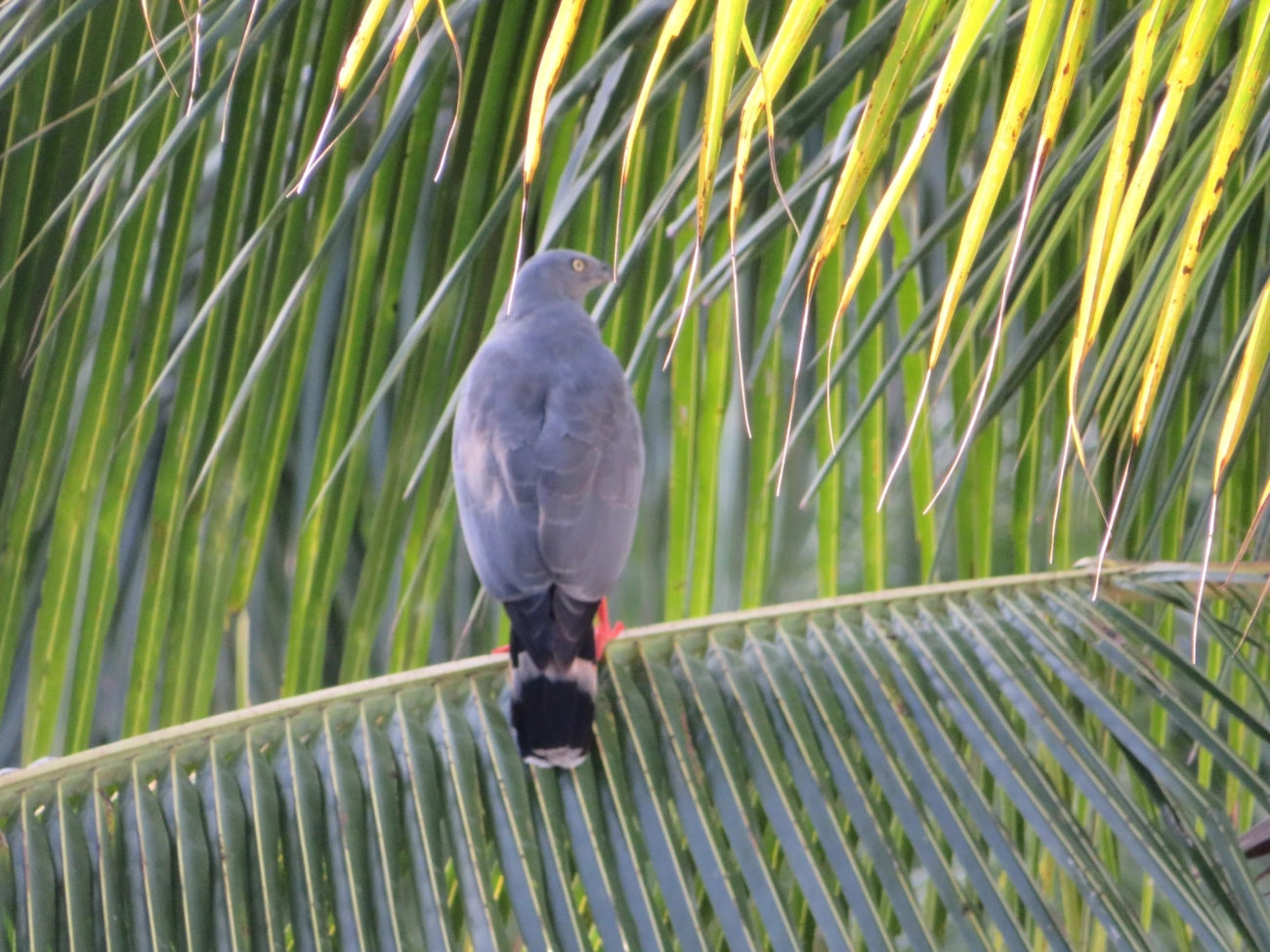 Gavião-pernilongo (Geranospiza caerulescens), aves, fotografado em Maresias, São Sebastião