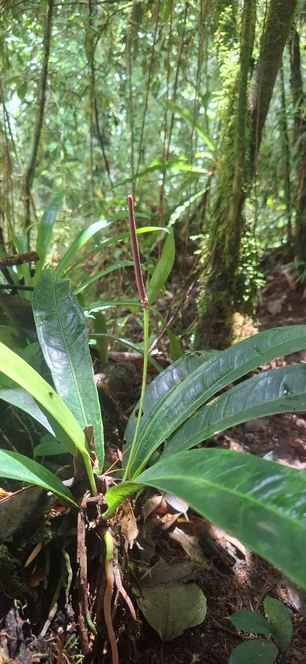 Antúrios (Anthurium), plantas, fotografado em Queluz