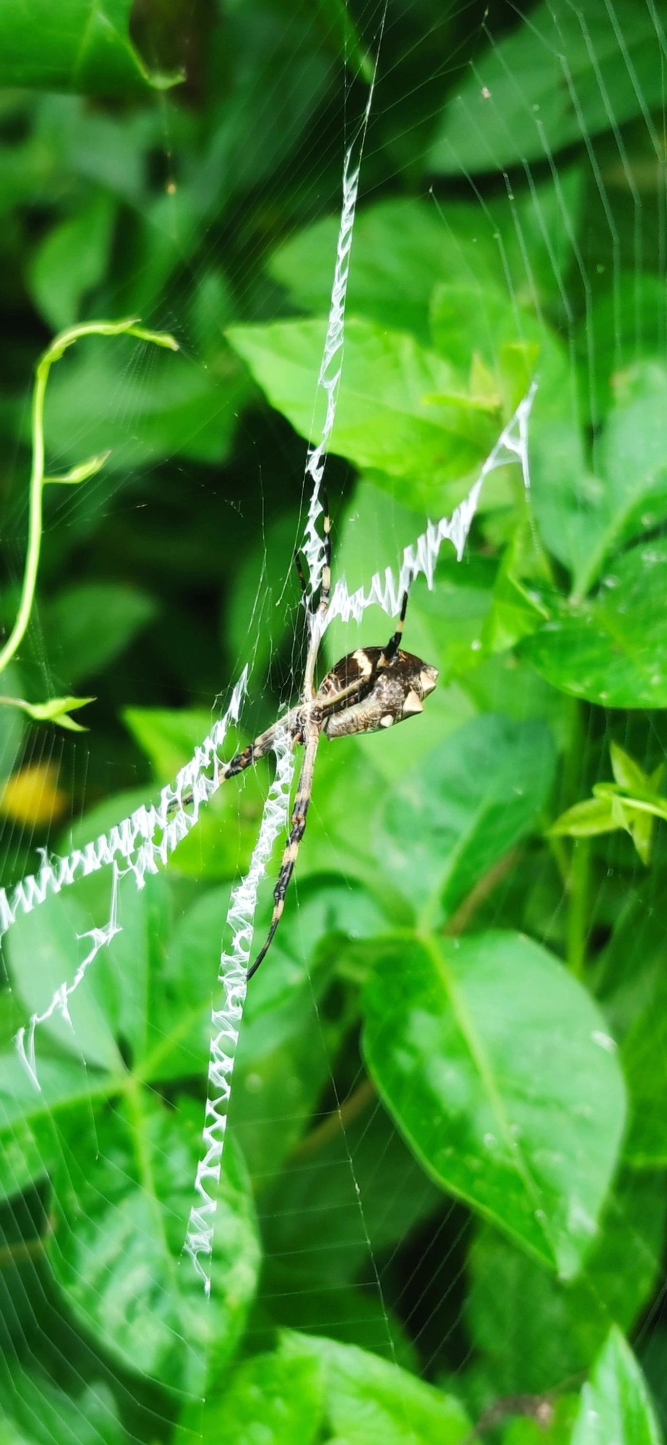 Aranha-de-prata (Argiope argentata), aracnídeos, fotografado em Maresias, São Sebastião