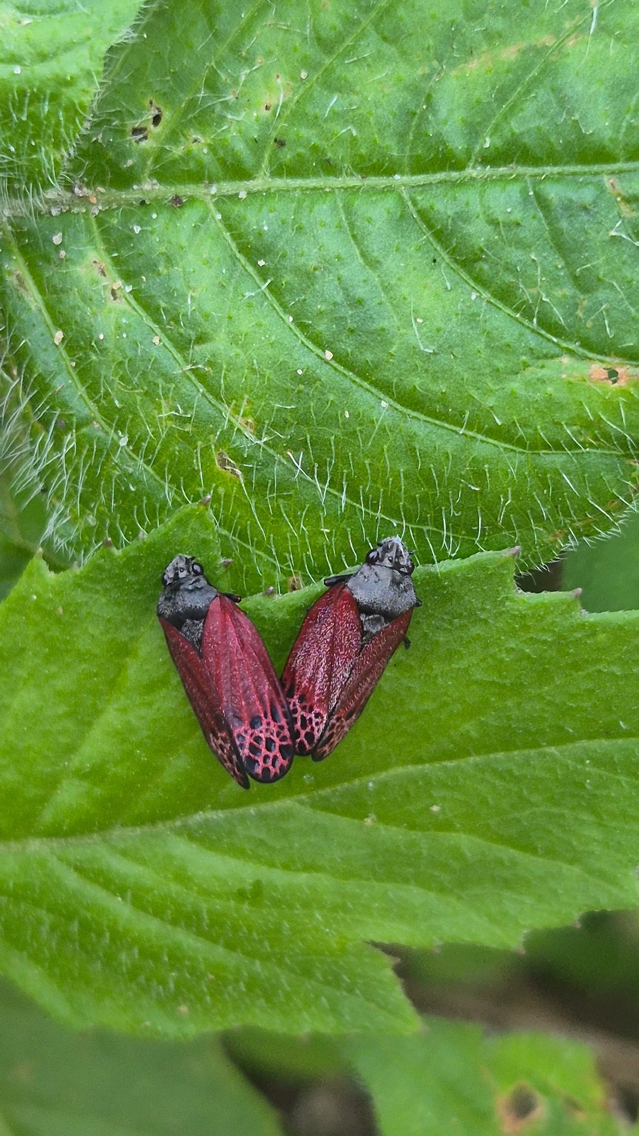 Cigarrinha-de-asa-vermelha (Mahanarva rubripennis), insetos, fotografado em Boiçucanga, São Sebastião