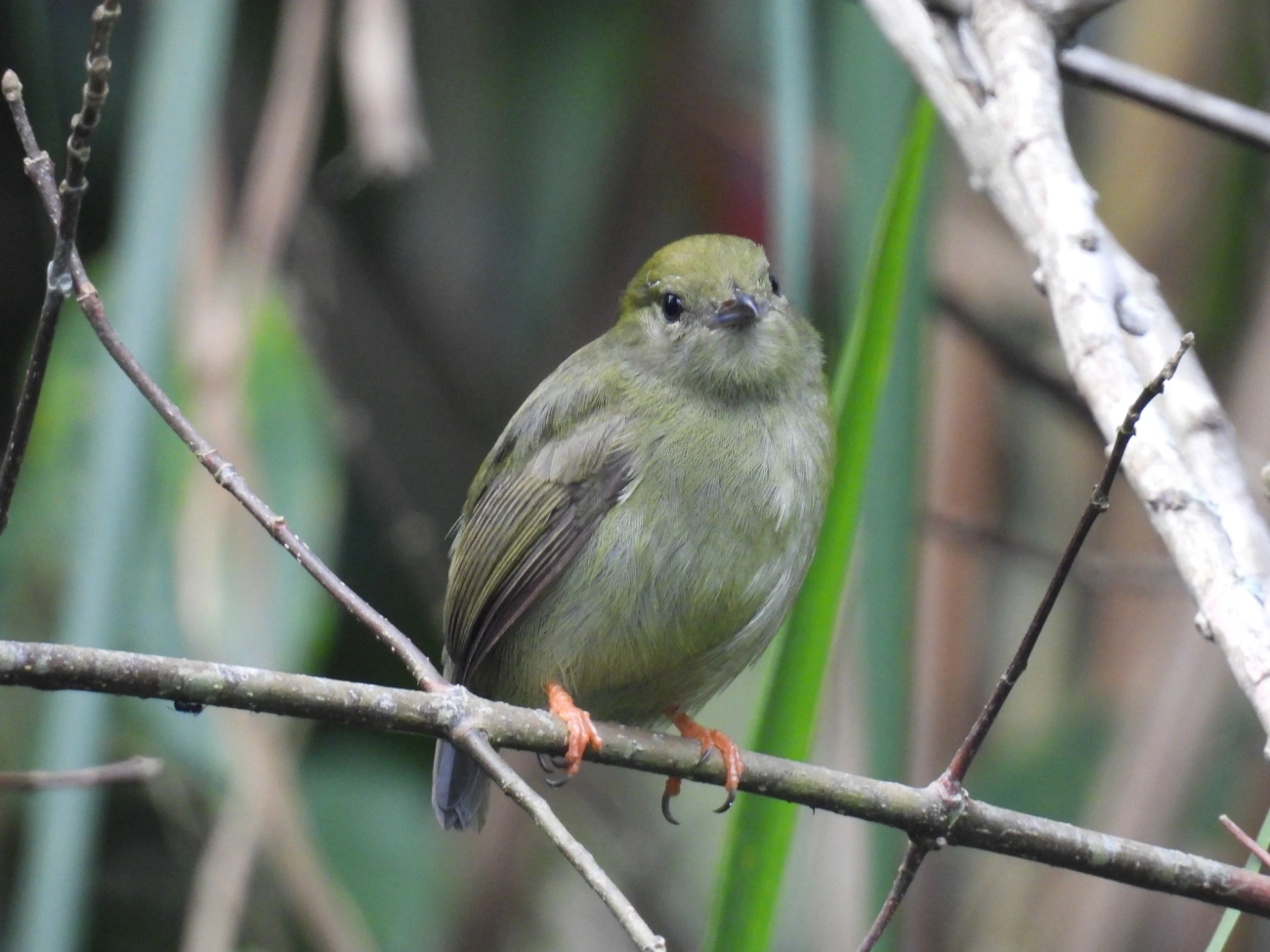 Rendeira (Manacus manacus), aves, fotografado em Maresias, São Sebastião