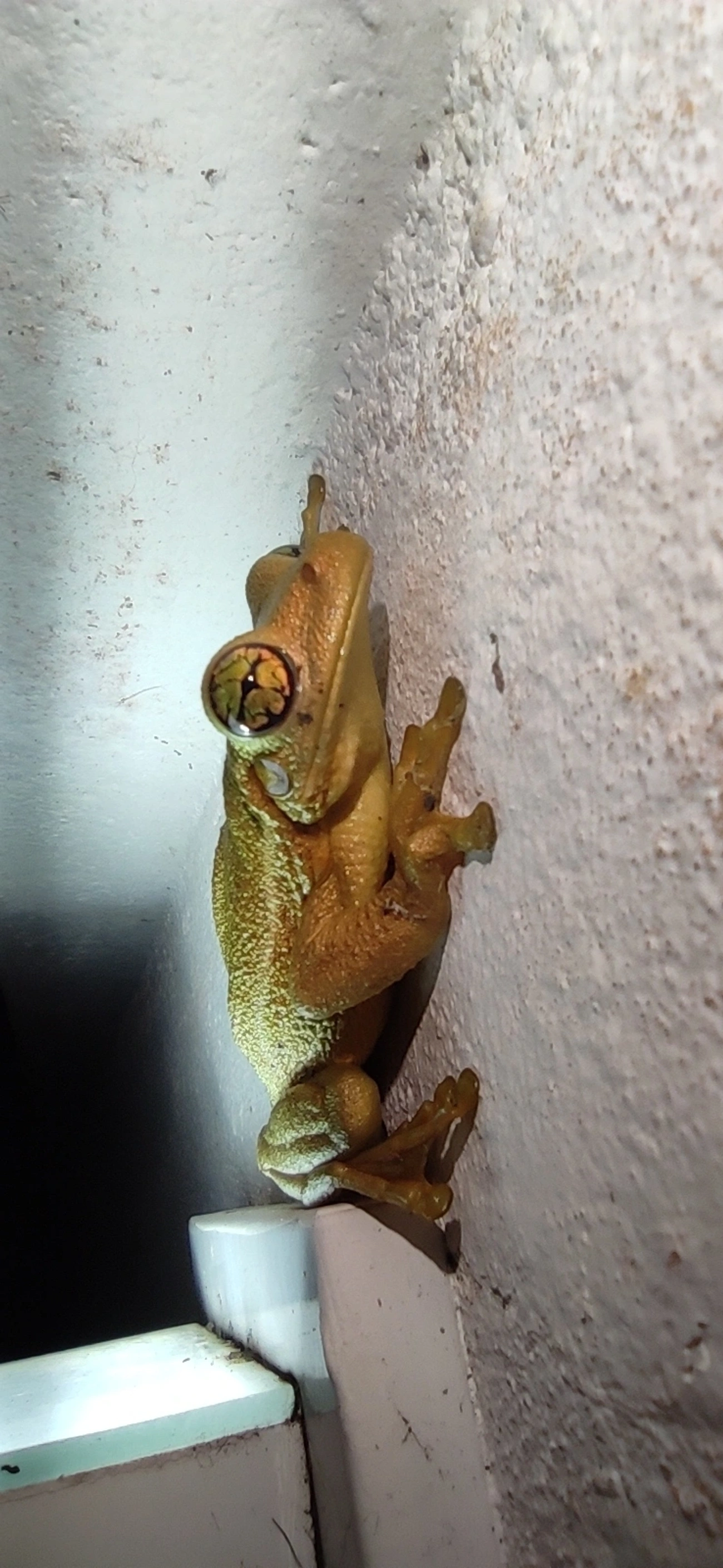 Perereca-grudenta (Trachycephalus mesophaeus), anfíbios, fotografado em Maresias, São Sebastião