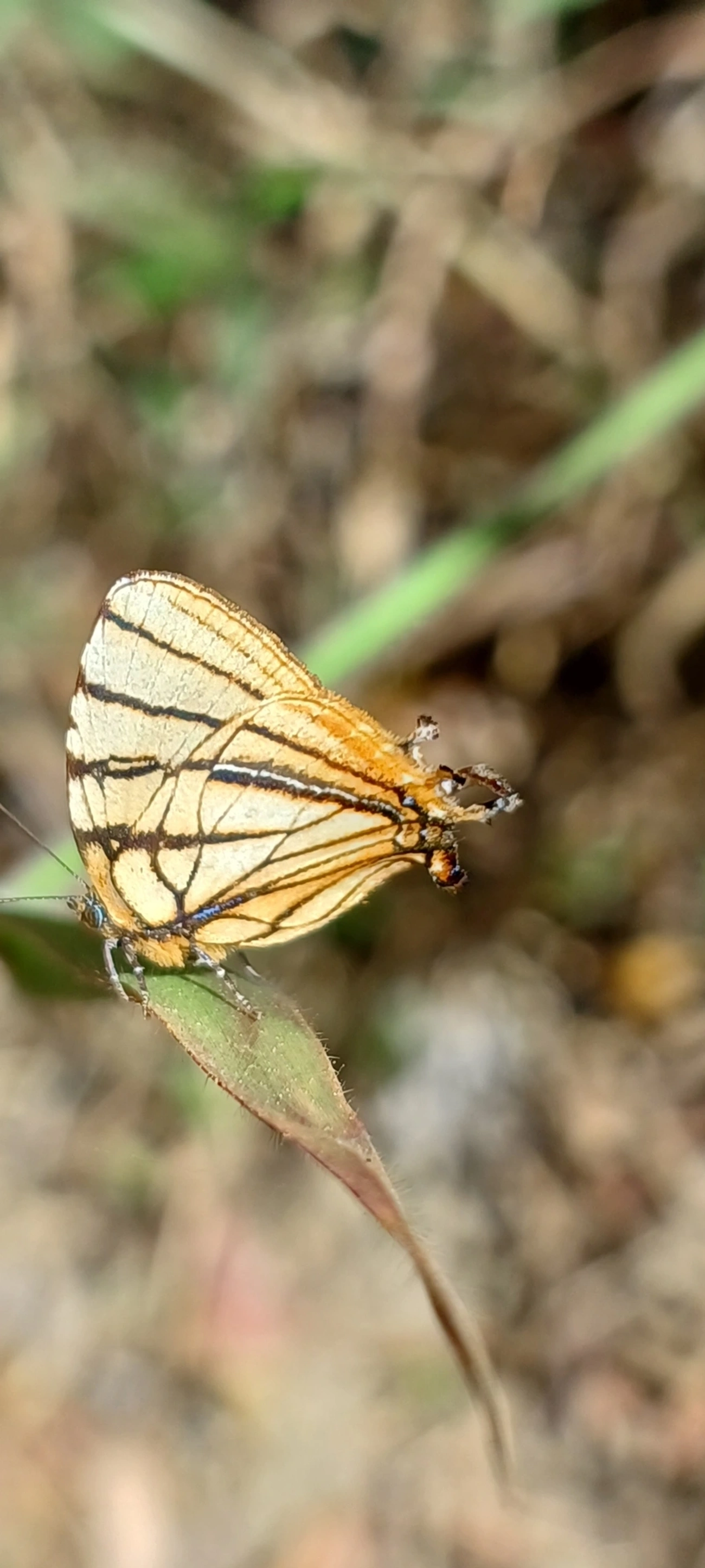 Arawacus meliboeus, insetos, fotografado em Cunha