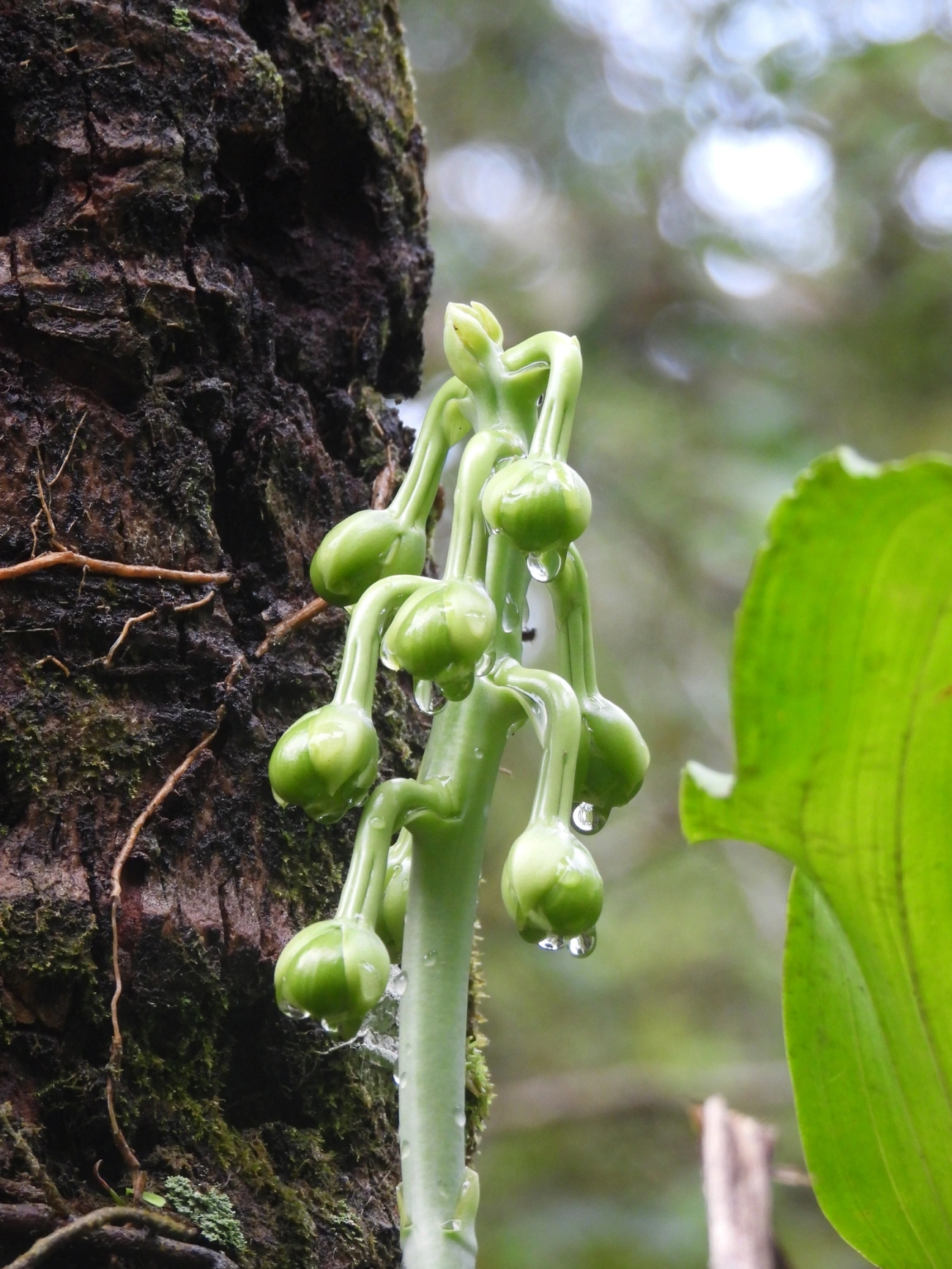 Cataseto-de-esporão (Catasetum integerrimum), plantas, fotografado em Maresias, São Sebastião