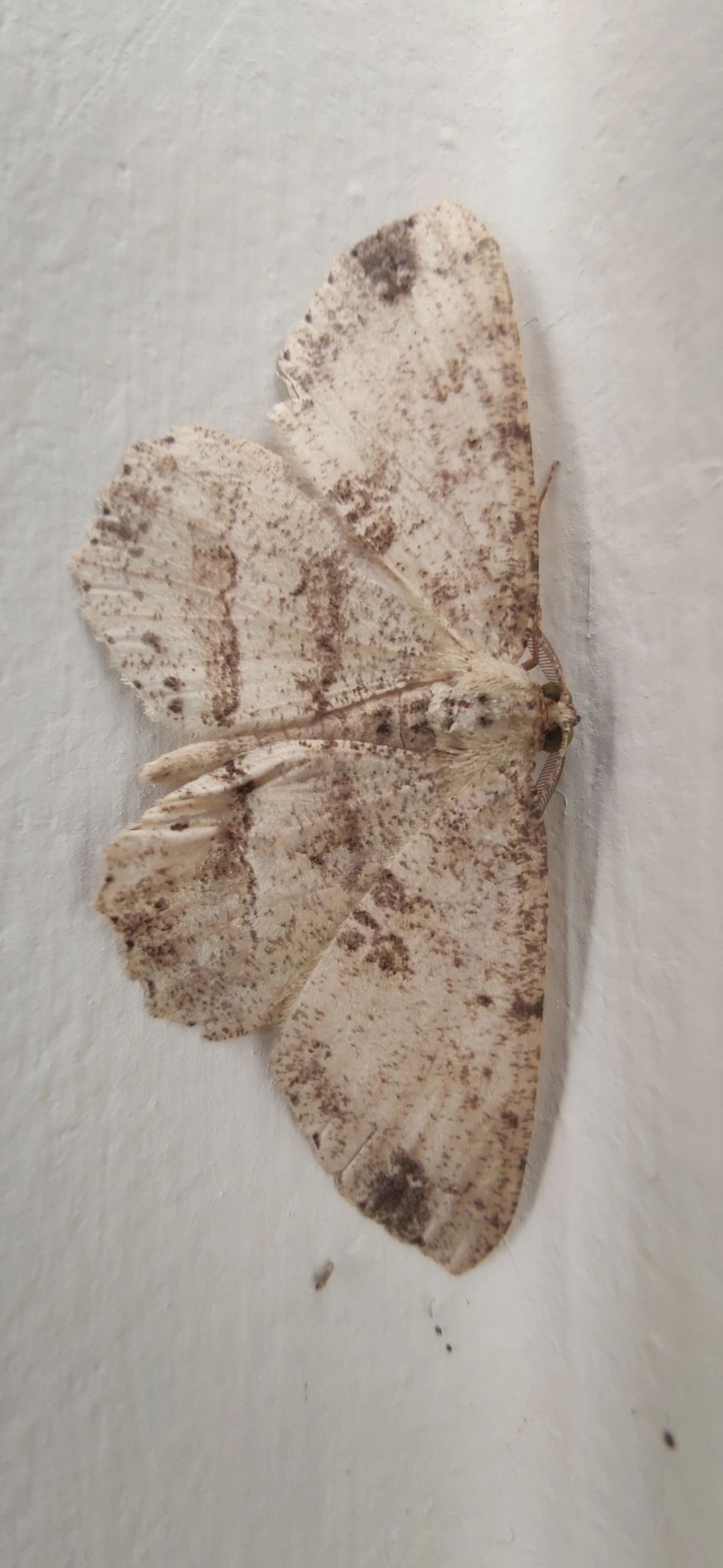 Melanolophia, insetos, fotografado em Maresias, São Sebastião