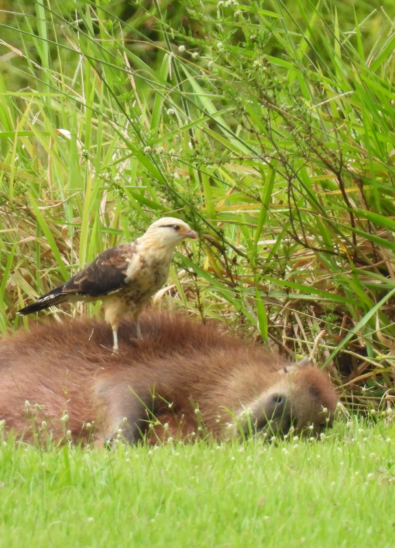 Carrapateiro (Daptrius chimachima), aves, fotografado em Indaiá, Caraguatatuba
