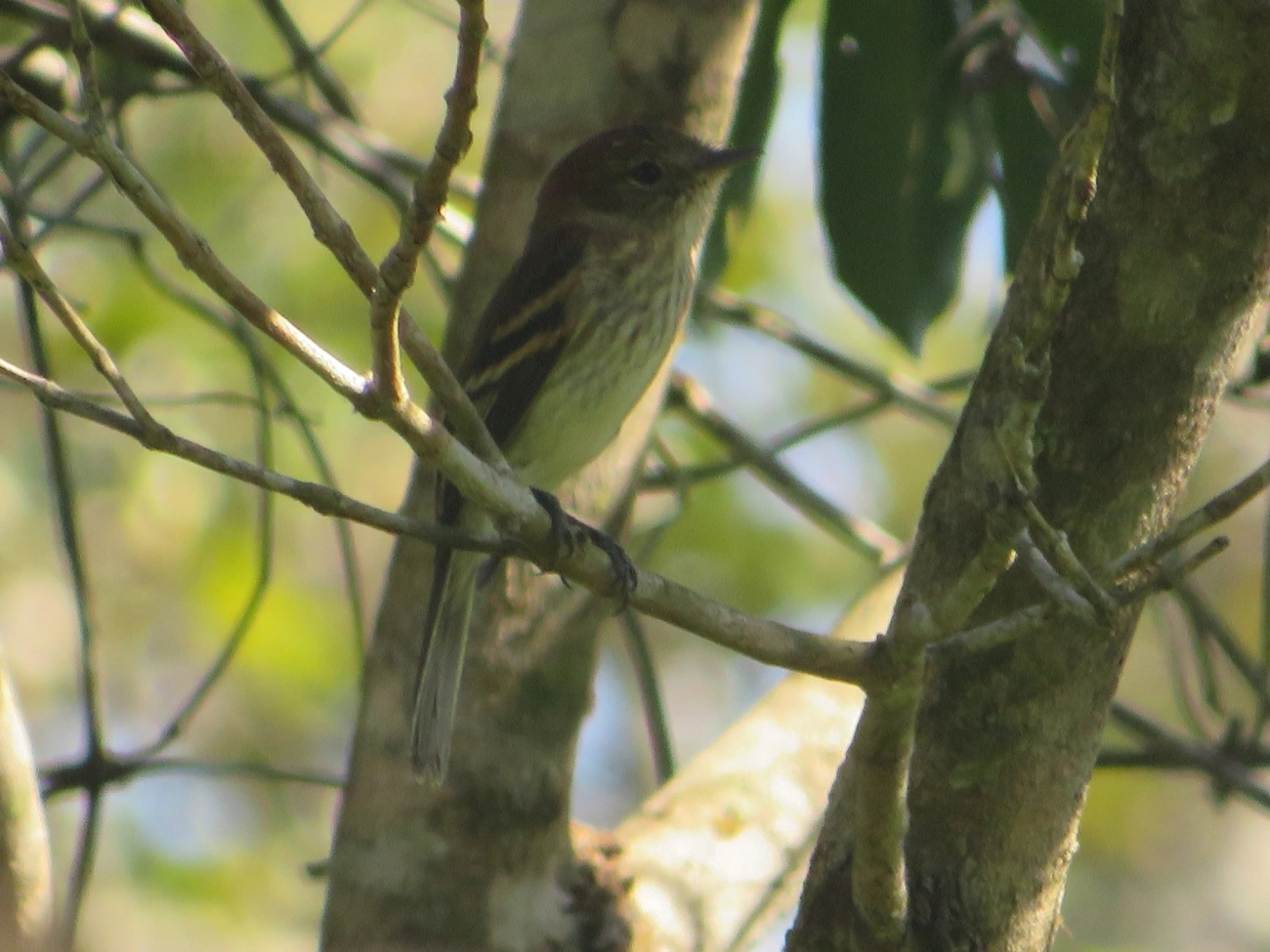 Filipe (Myiophobus fasciatus), aves, fotografado em Maresias, São Sebastião