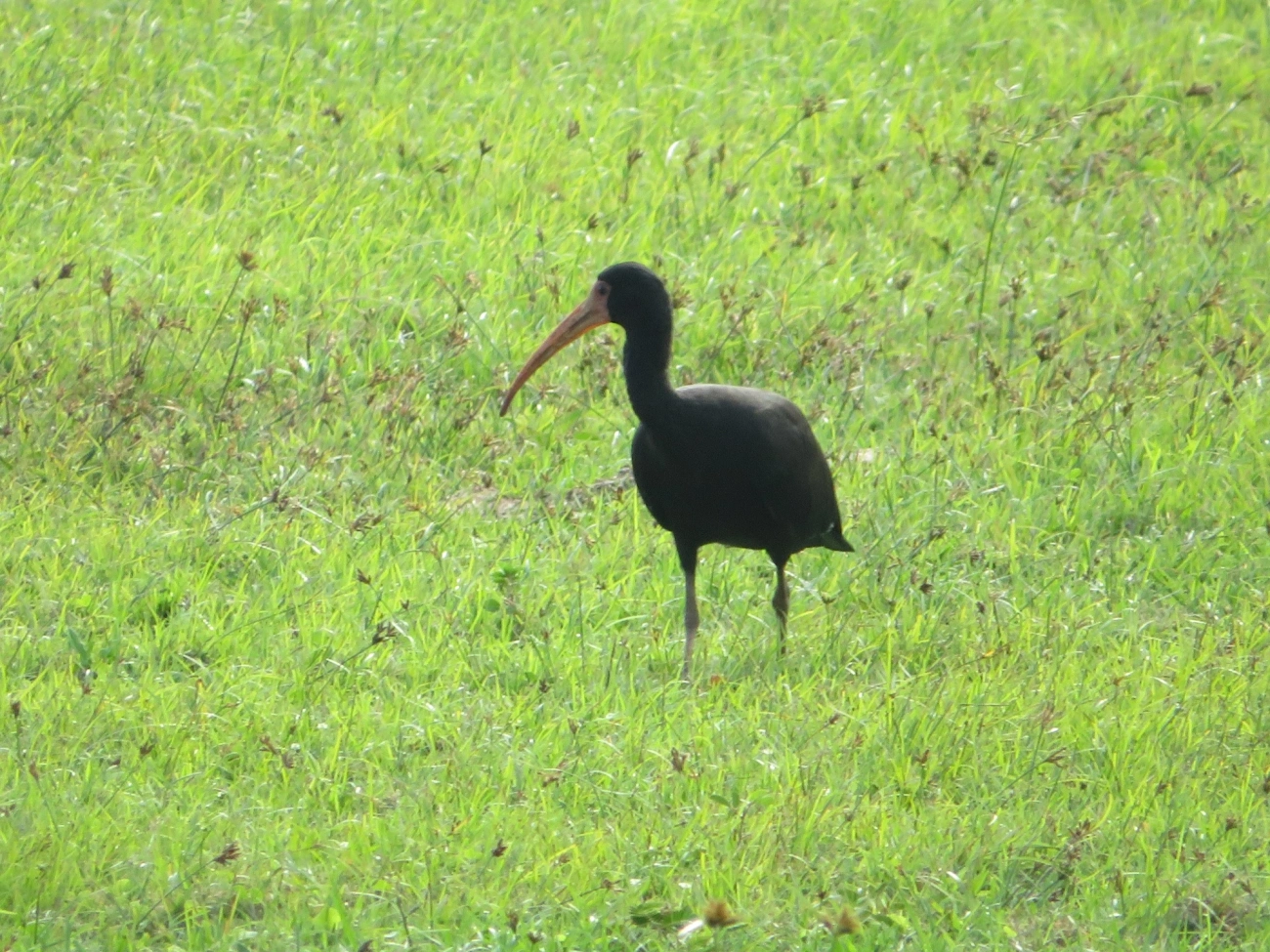 Tapicuru (Phimosus infuscatus), aves, fotografado em Maresias, São Sebastião
