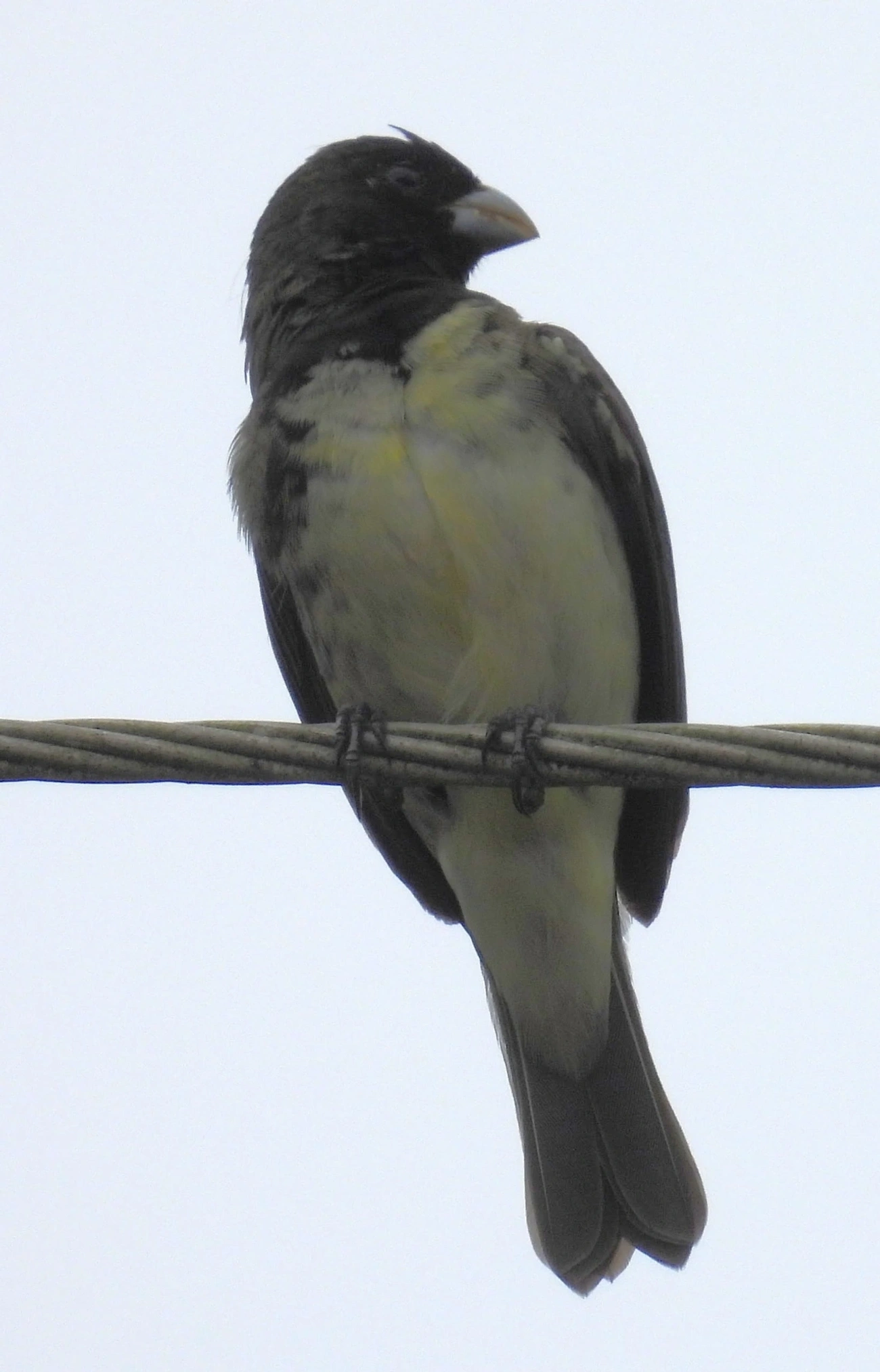 Baiano (Sporophila nigricollis), aves, fotografado em Maresias, São Sebastião