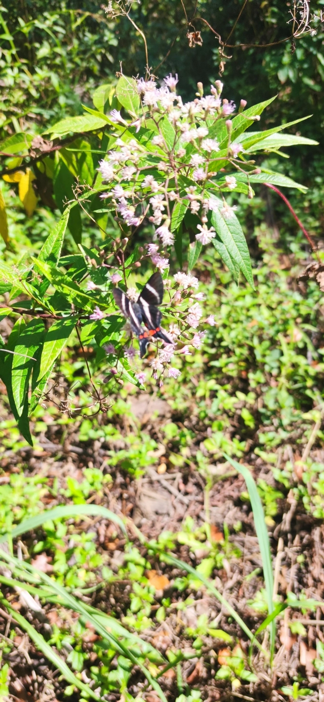 Metálica-de-cauda-longa (Rhetus arcius), insetos, fotografado em Maresias, São Sebastião