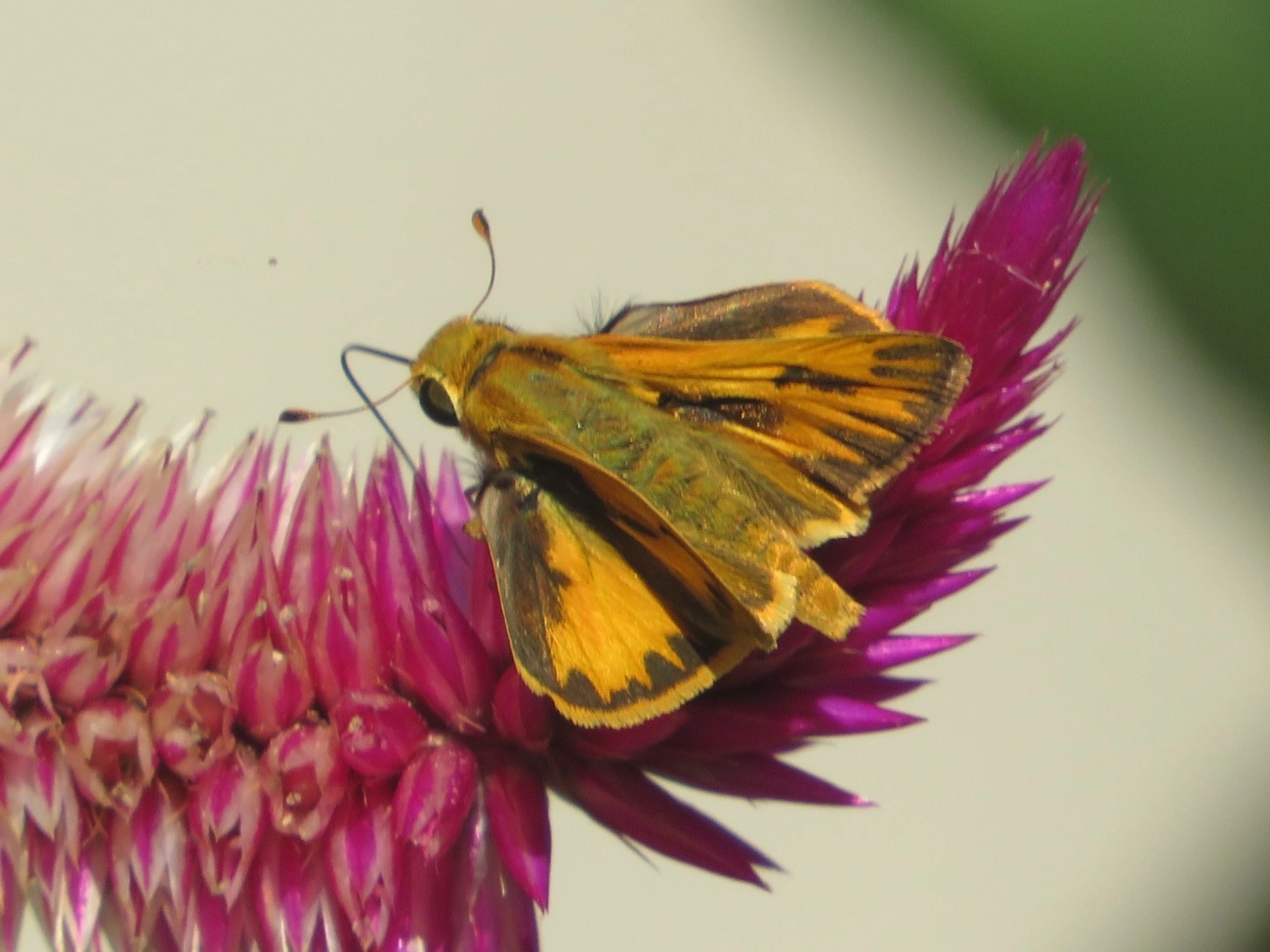 Hylephila phyleus, insetos, fotografado em Maresias, São Sebastião