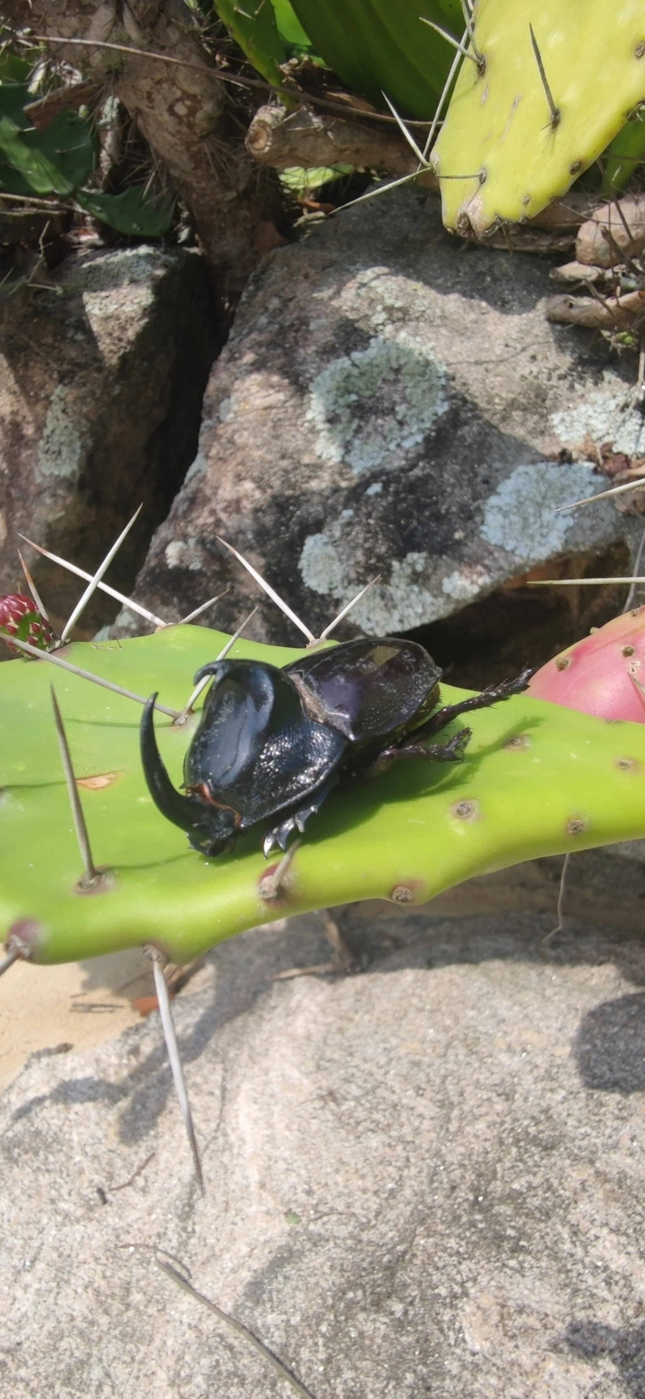 Besouro-rinoceronte (Enema pan), insetos, fotografado em Toque-Toque Grande, São Sebastião