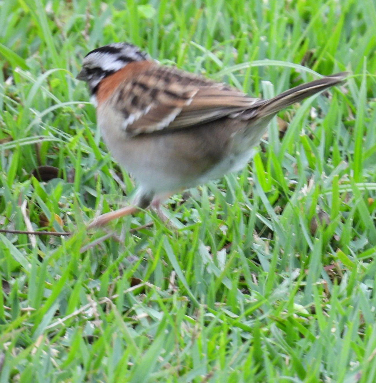 Tico-tico (Zonotrichia capensis), aves, fotografado em Praia da Enseada, São Sebastião