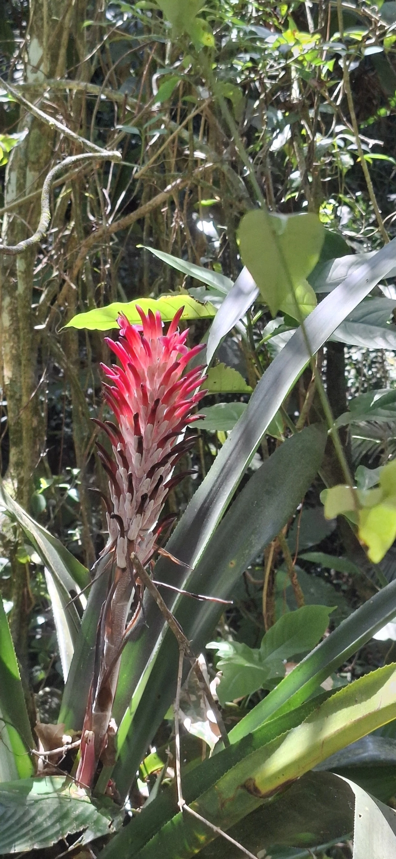 Bromélia-tocha (Billbergia pyramidalis), plantas, fotografado em Enxovas, Ilhabela