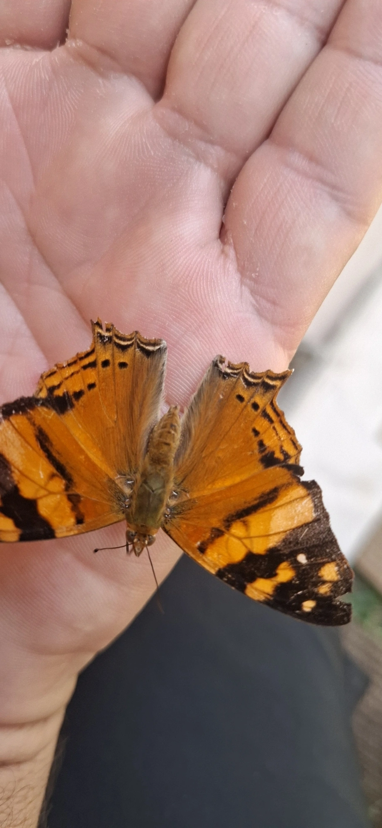 Mapa-laranja (Hypanartia lethe), insetos, fotografado em Cabreúva