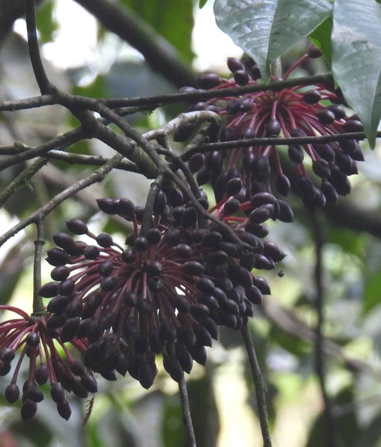 Guatteria, plantas, fotografado em Queluz