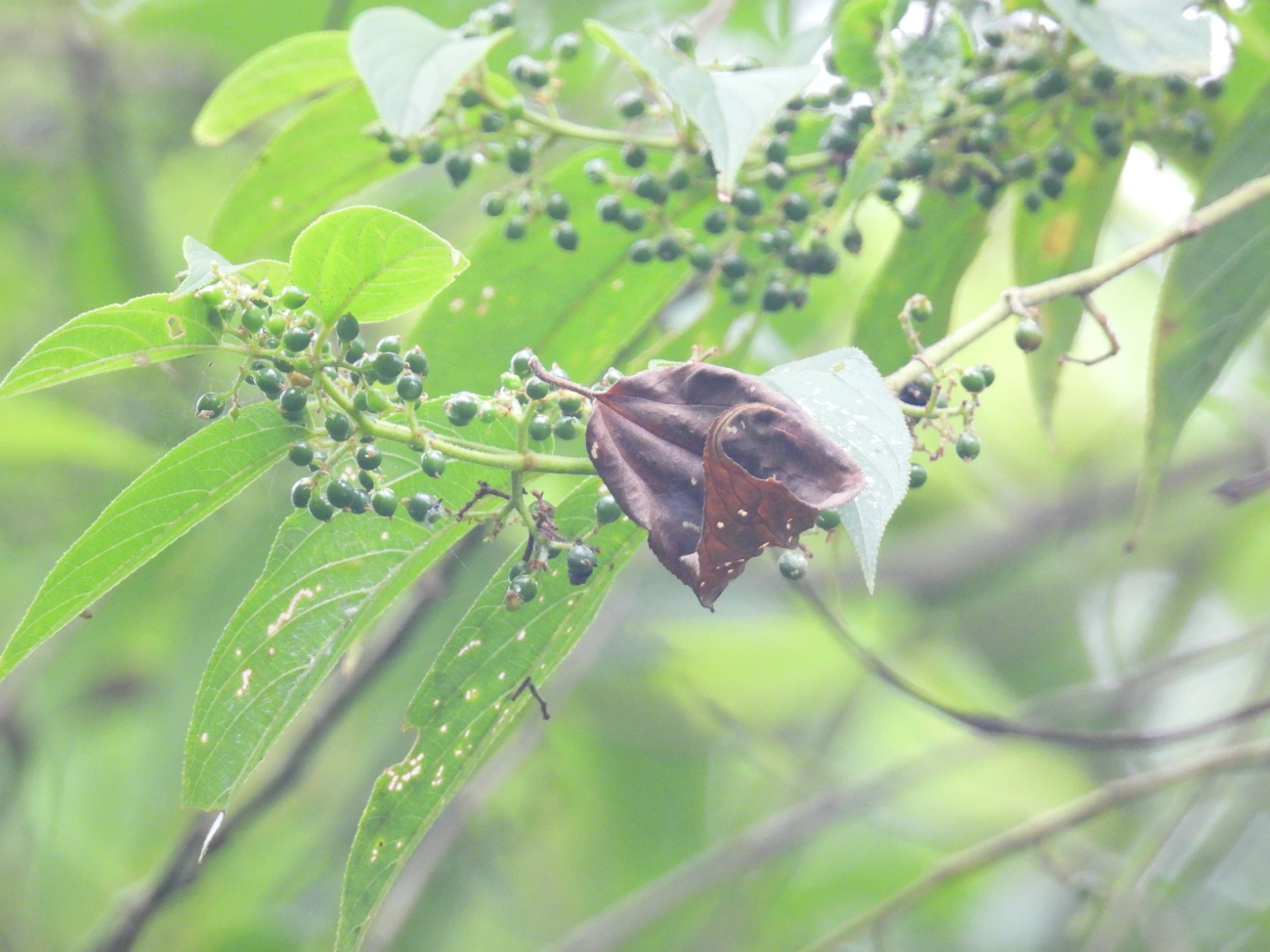 Periquiteira (Trema micranthum), plantas, fotografado em Bonete, Ilhabela