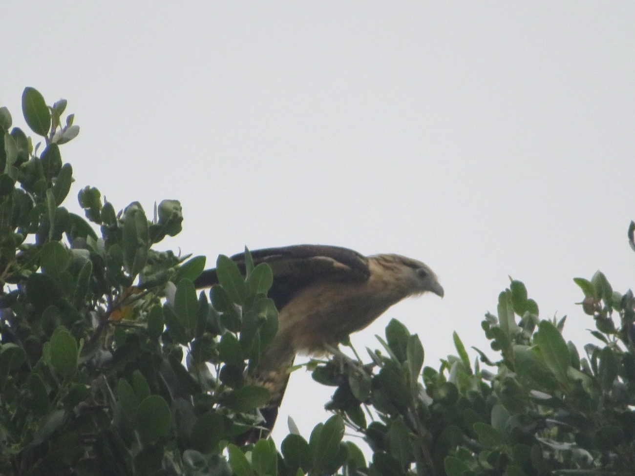 Carrapateiro (Daptrius chimachima), aves, fotografado em Maresias, São Sebastião