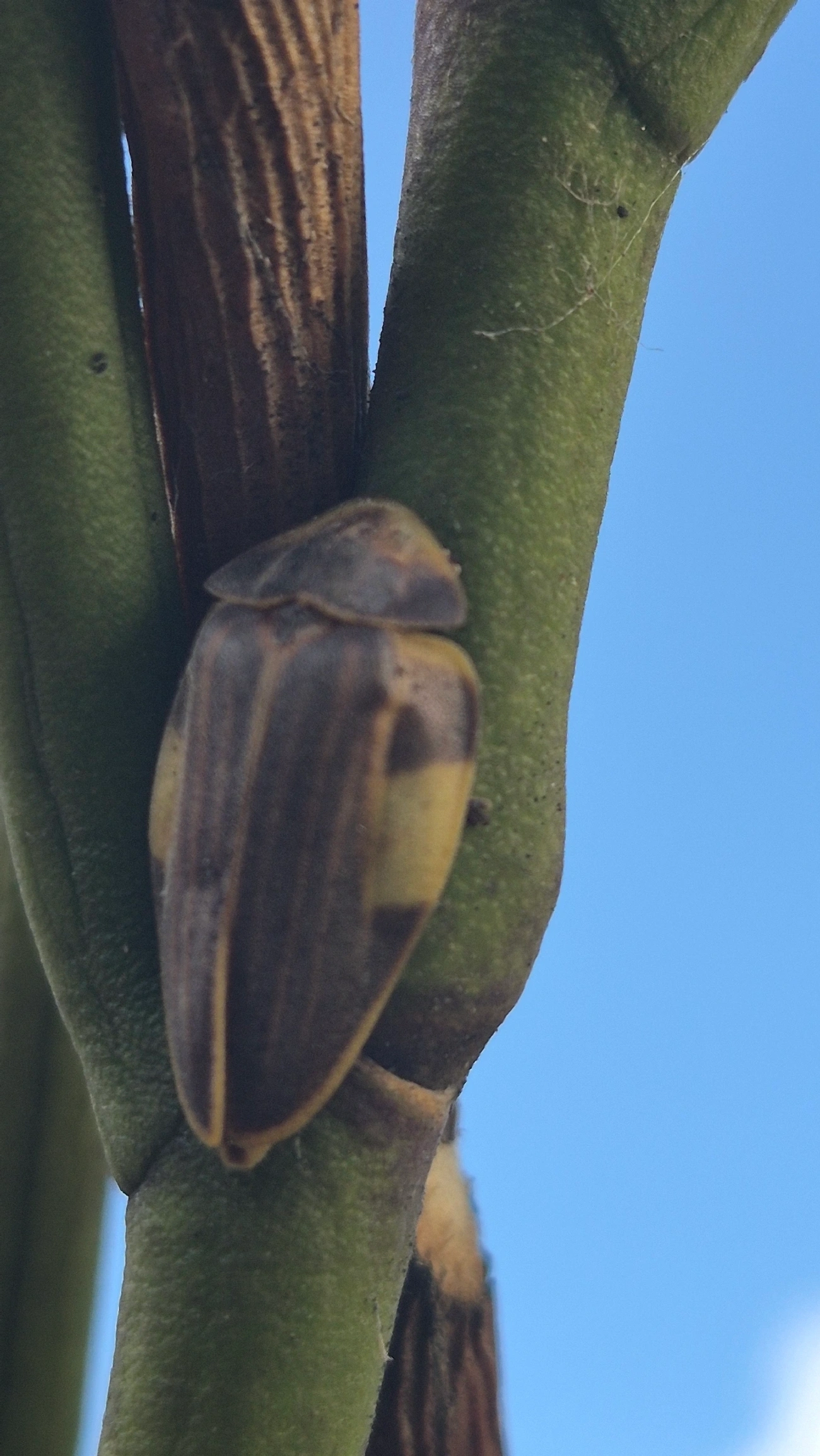 Aspisoma lineatum, insetos, fotografado em Indaiá, Caraguatatuba