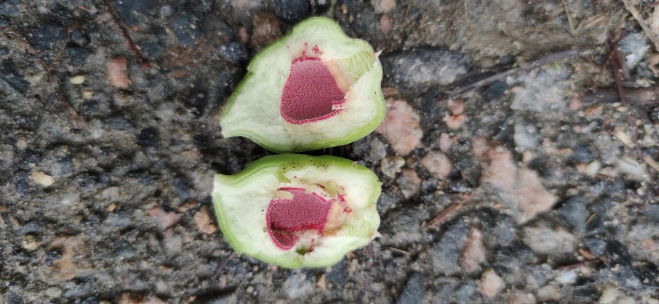 Figueira-trepadeira (Ficus pumila), plantas, fotografado em Maresias, São Sebastião