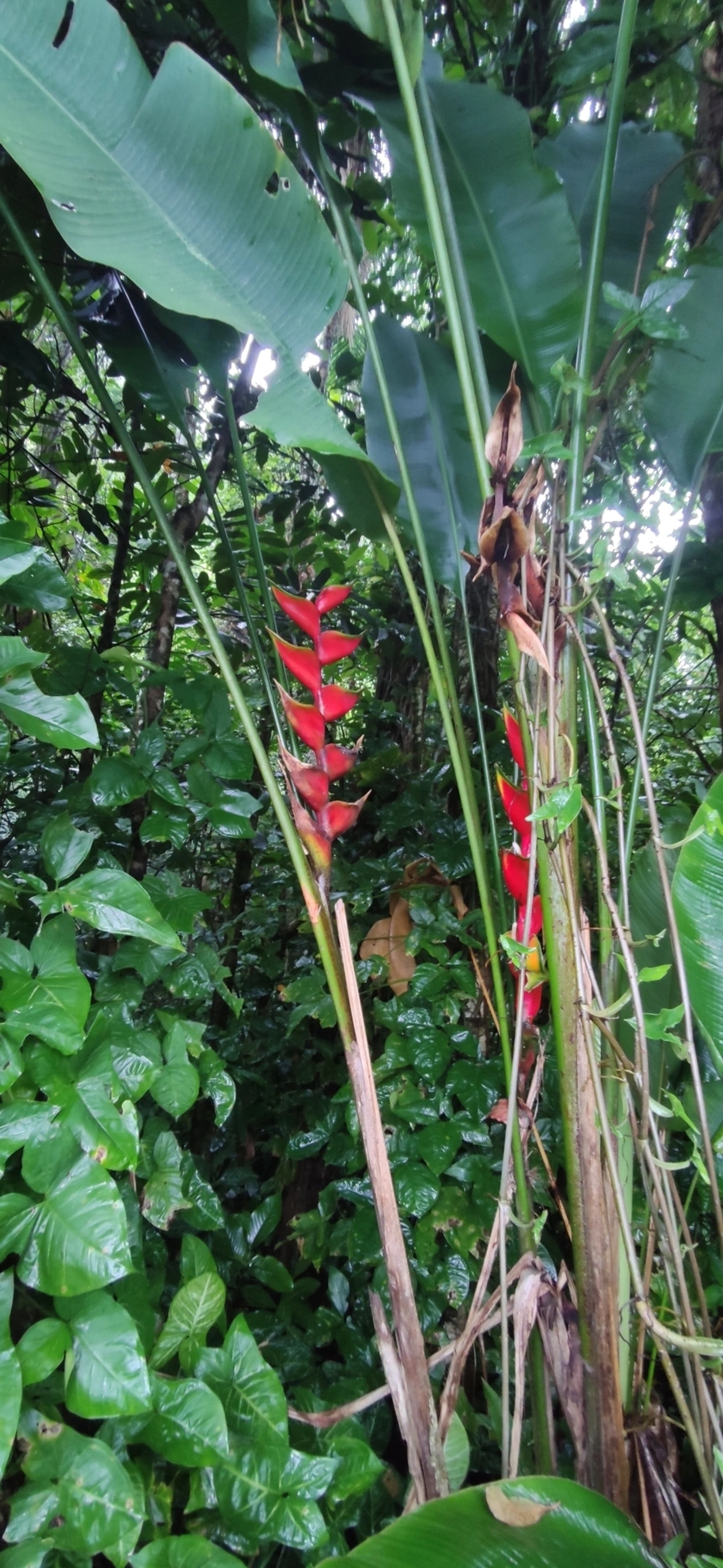 Helicônia (Heliconia bihai), plantas, fotografado em Maresias, São Sebastião