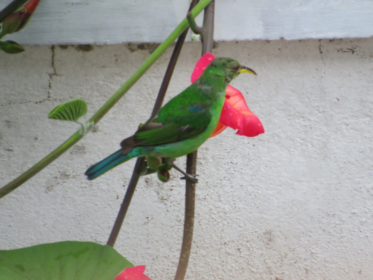 Saí-verde (Chlorophanes spiza), aves, fotografado em Maresias, São Sebastião