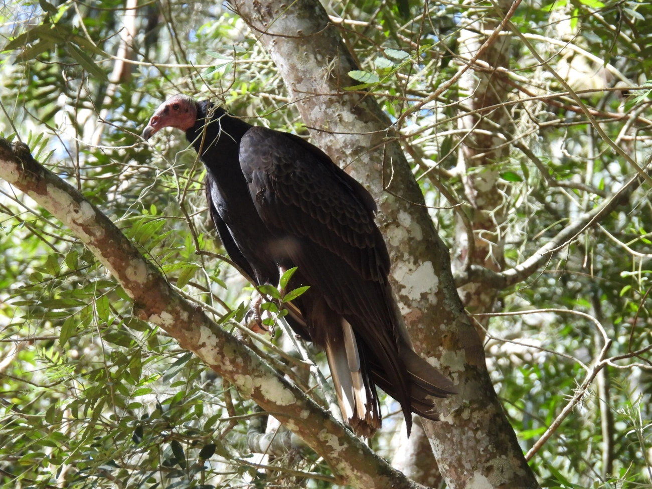 Urubu-de-cabeça-vermelha (Cathartes aura), aves, fotografado em Santa Branca