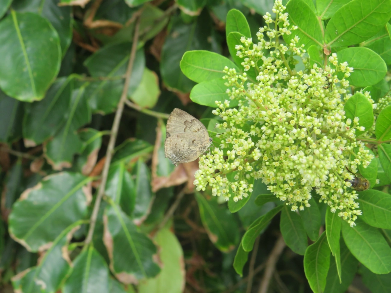 Panthiades hebraeus, insetos, fotografado em Maresias, São Sebastião
