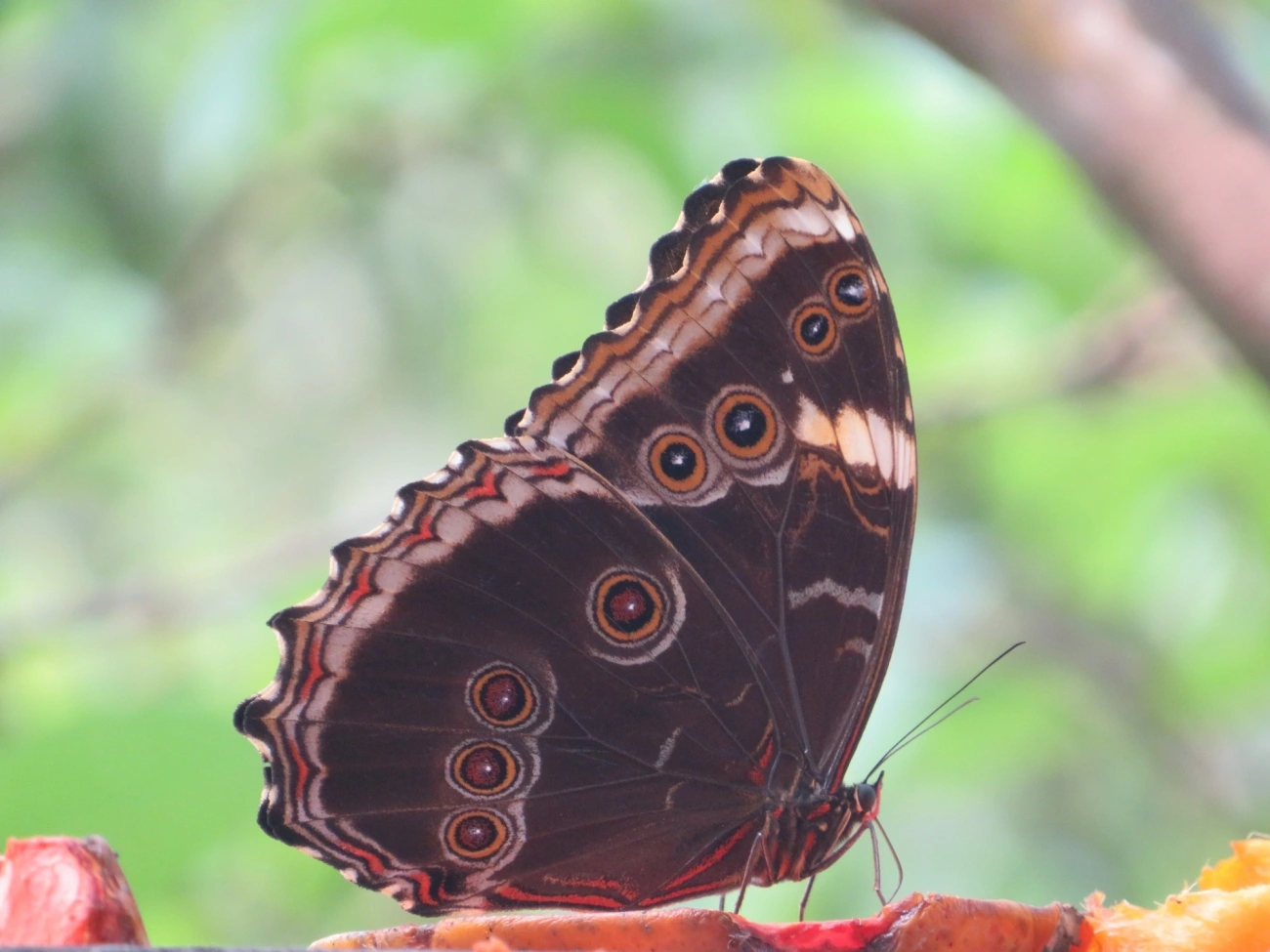 Borboletas-azuis (Morpho), insetos, fotografado em Maresias, São Sebastião