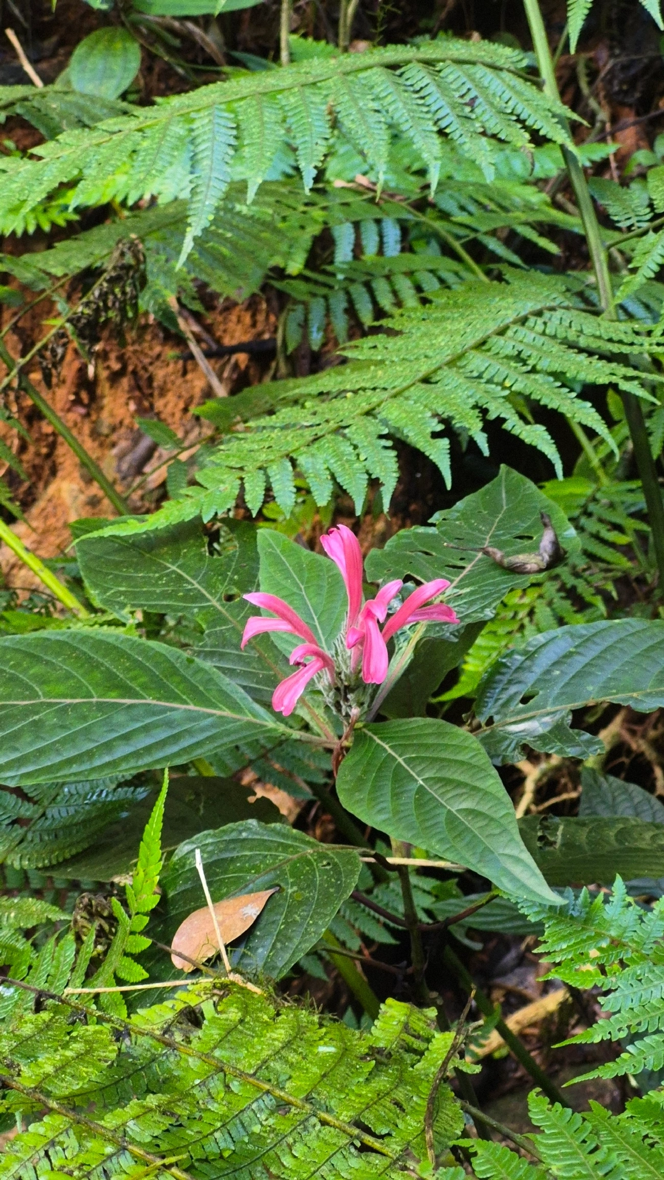 Jacobínia (Justicia carnea), plantas, fotografado em Camburí, São Sebastião