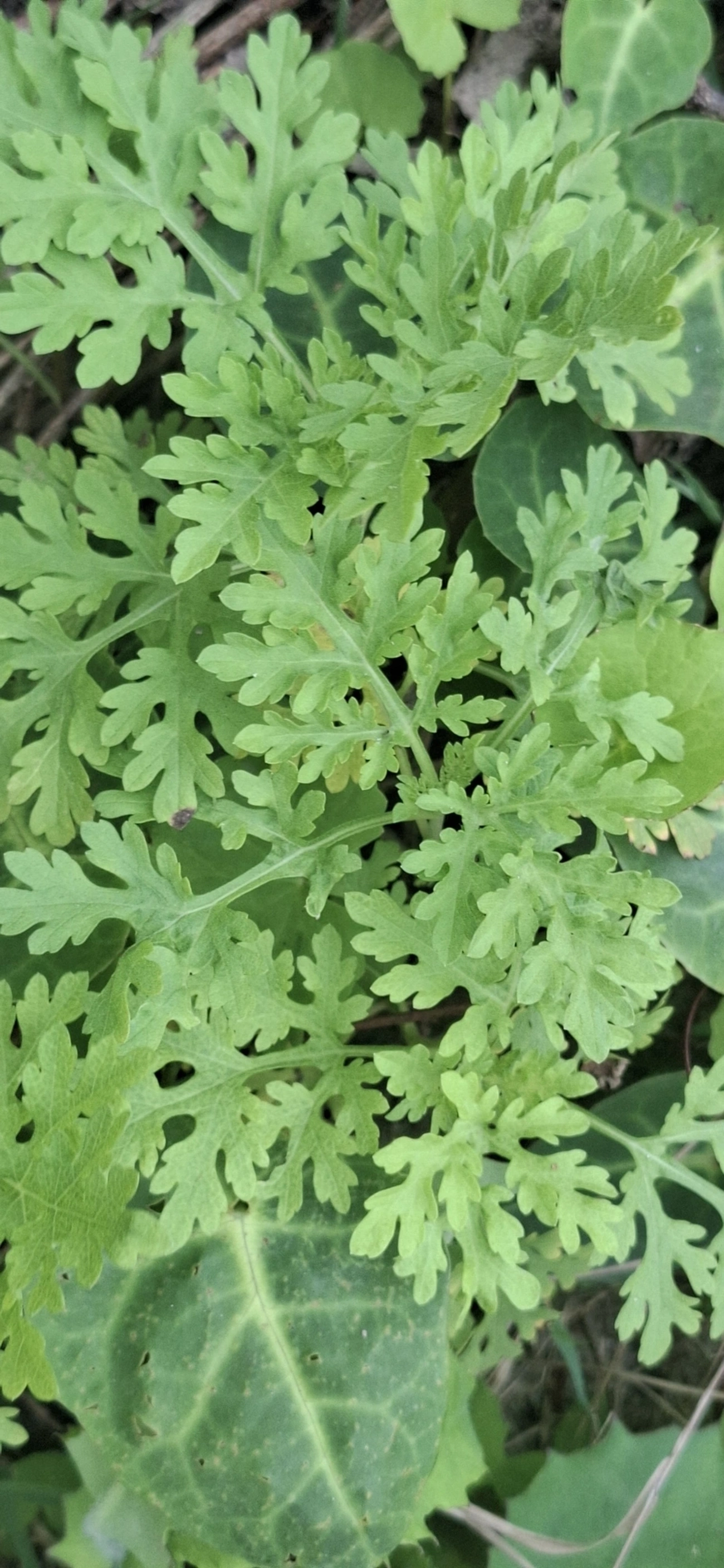Losna-branca (Parthenium hysterophorus), plantas, fotografado em Maresias, São Sebastião