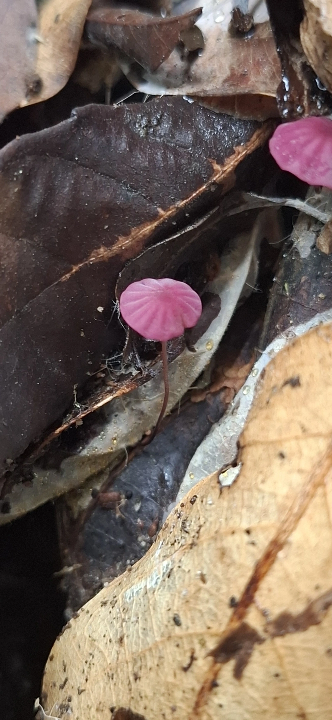 Cata-vento-roxo (Marasmius haematocephalus), fungos, fotografado em Maresias, São Sebastião