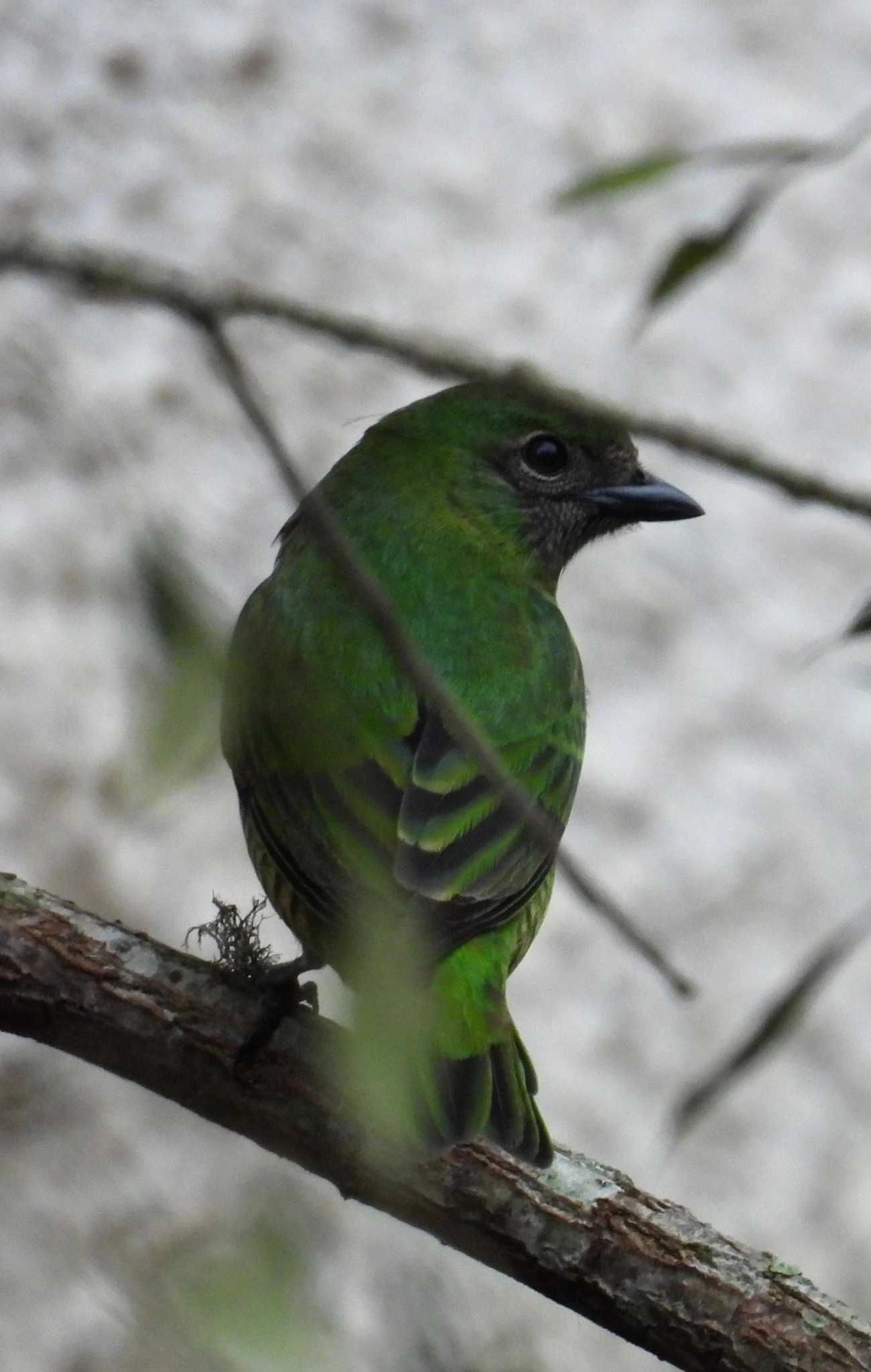 Saí-andorinha (Tersina viridis), aves, fotografado em Santa Isabel