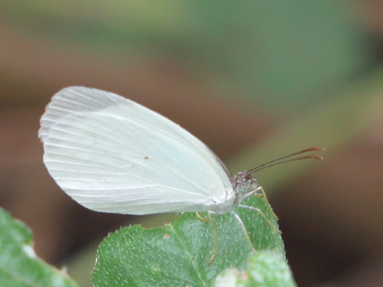 Borboleta-fantasma-amarela (Eurema albula), insetos, fotografado em Maresias, São Sebastião