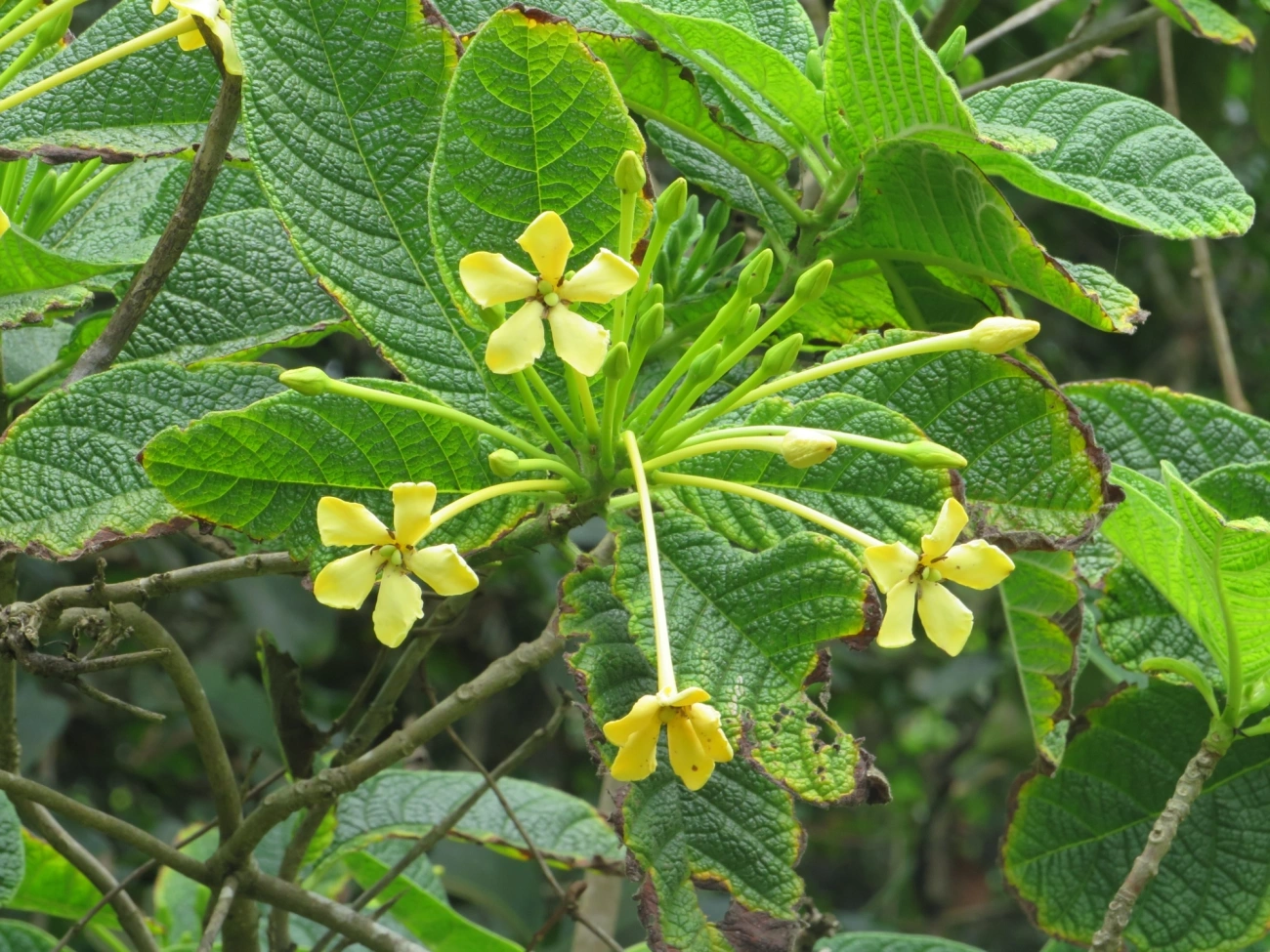Marmelo-da-praia (Tocoyena bullata), plantas, fotografado em Maresias, São Sebastião