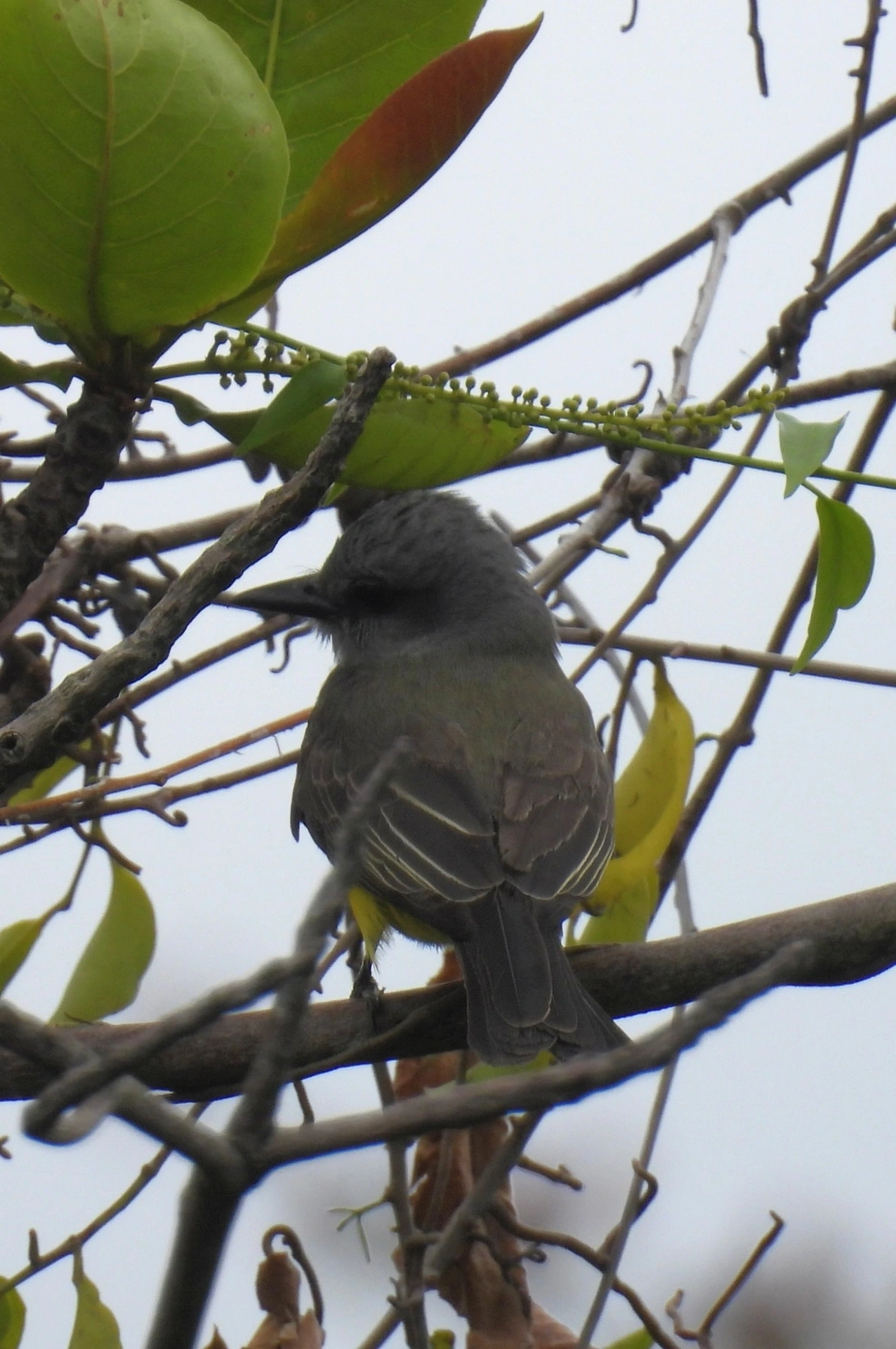 Suiriri (Tyrannus melancholicus), aves, fotografado em Perequê, Ilhabela