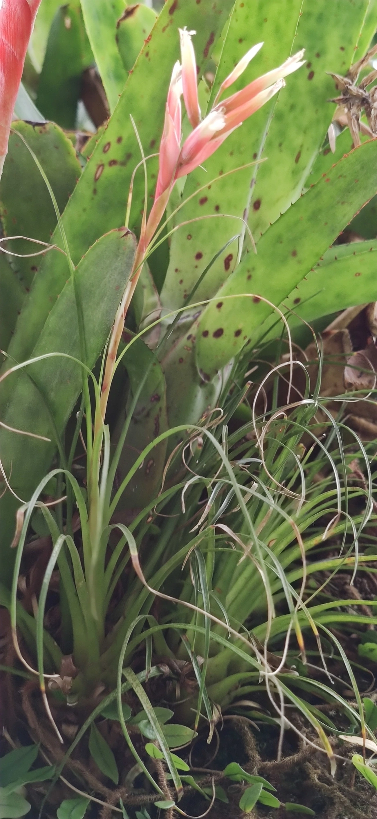 Vrísea (Vriesea correia-araujoi), plantas, fotografado em Maresias, São Sebastião