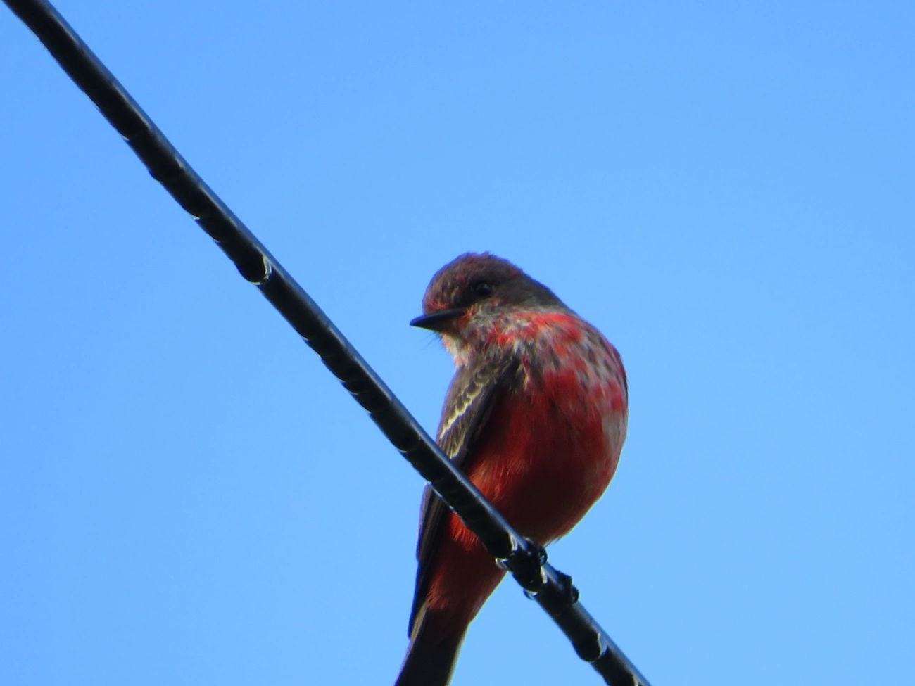 Príncipe (Pyrocephalus rubinus), aves, fotografado em Maresias, São Sebastião