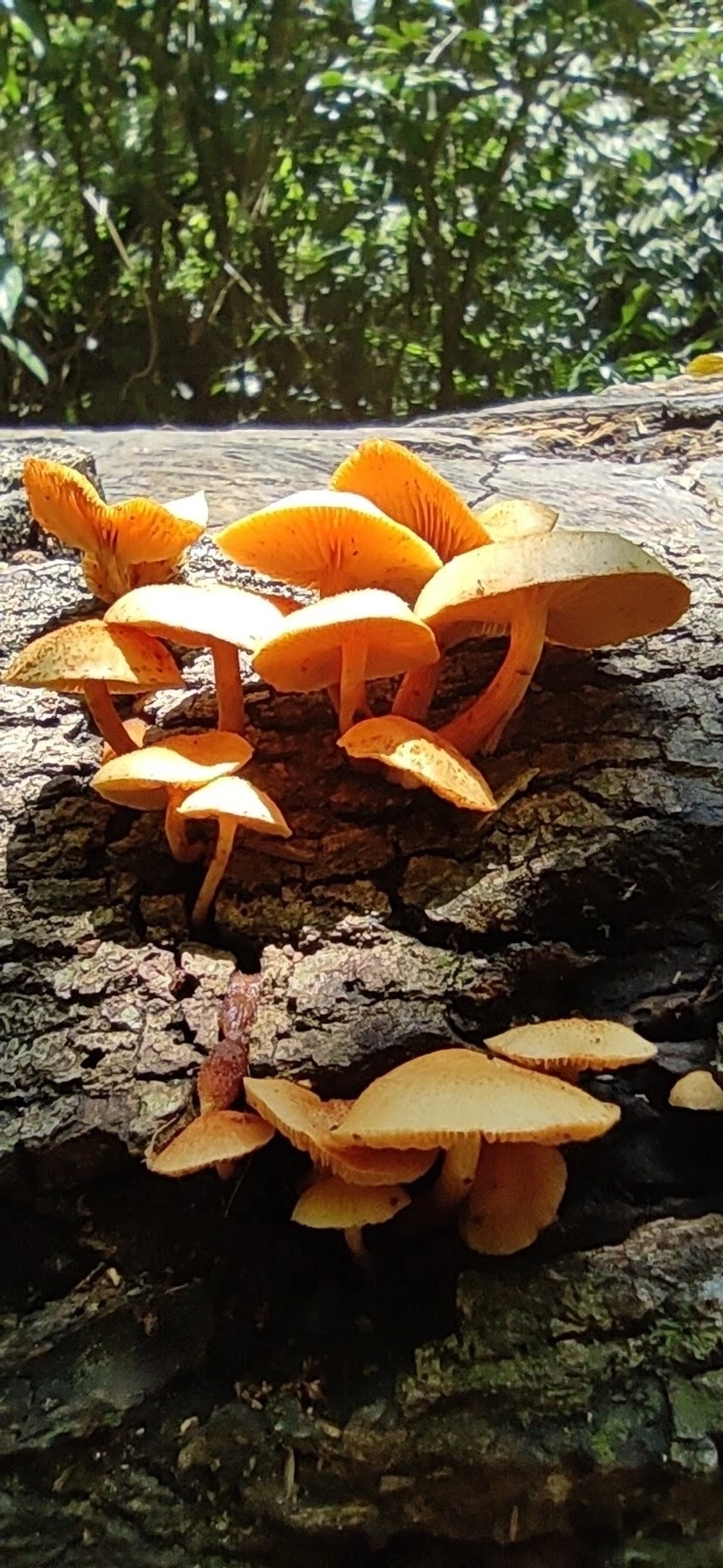 Gymnopilus, fungos, fotografado em Maresias, São Sebastião